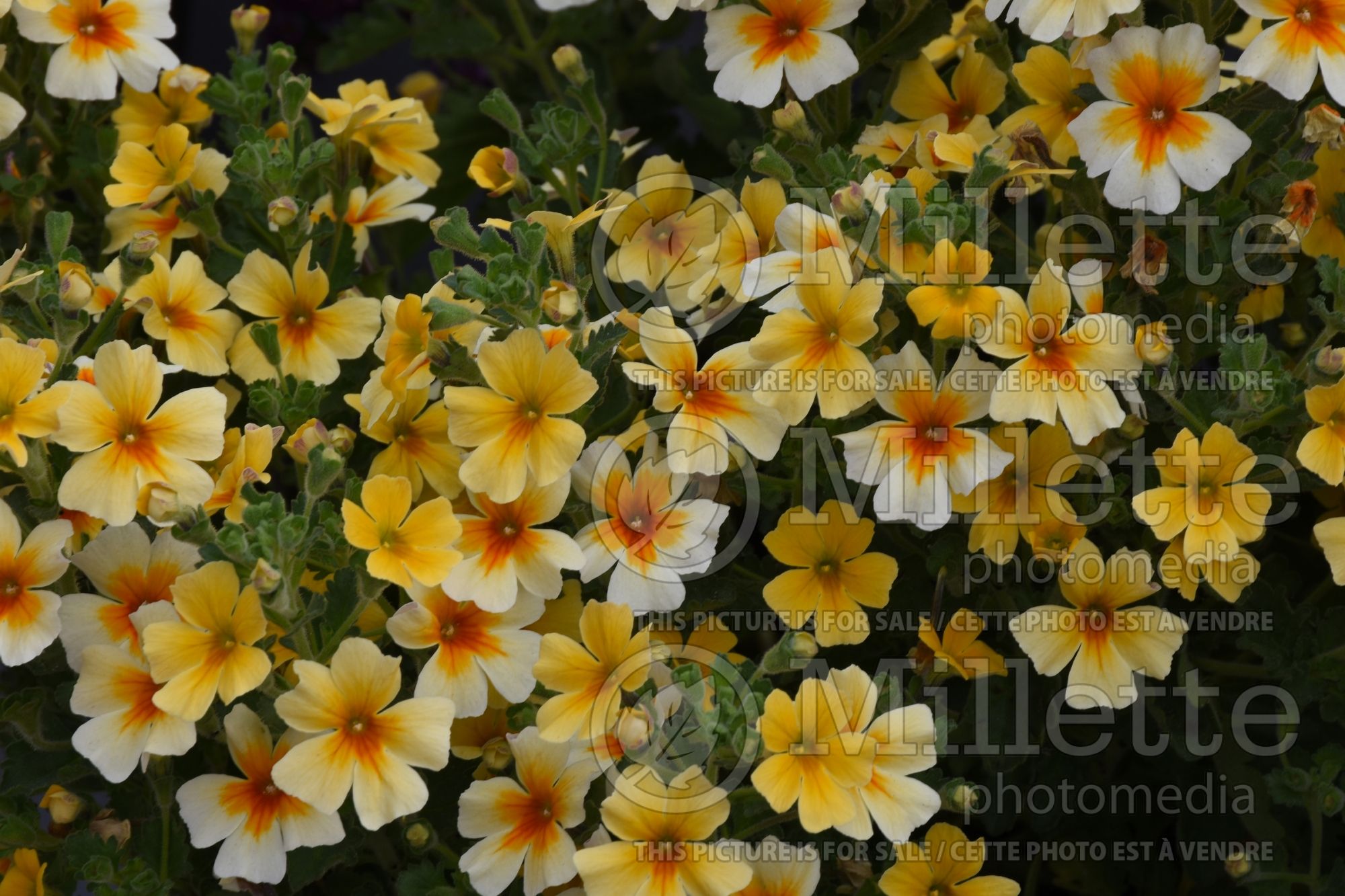Jamesbrittenia Goldstar (Bacopa) 1