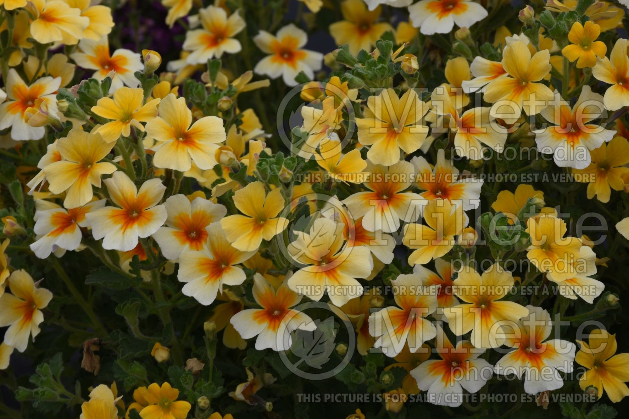 Jamesbrittenia Goldstar (Bacopa) 2