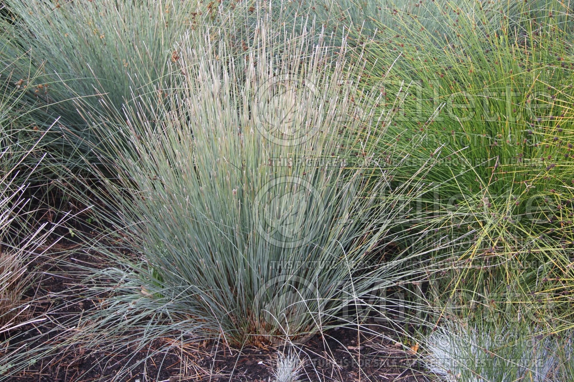 Juncus polyanthemos (Australian Gray Rush - jonc) 1