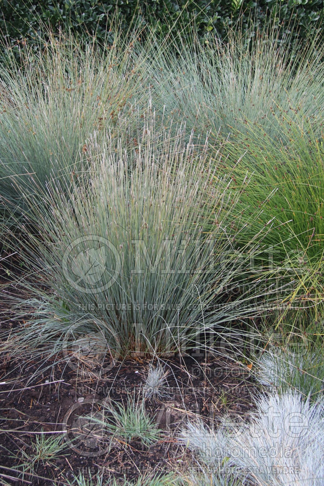 Juncus polyanthemos (Australian Gray Rush - jonc) 2