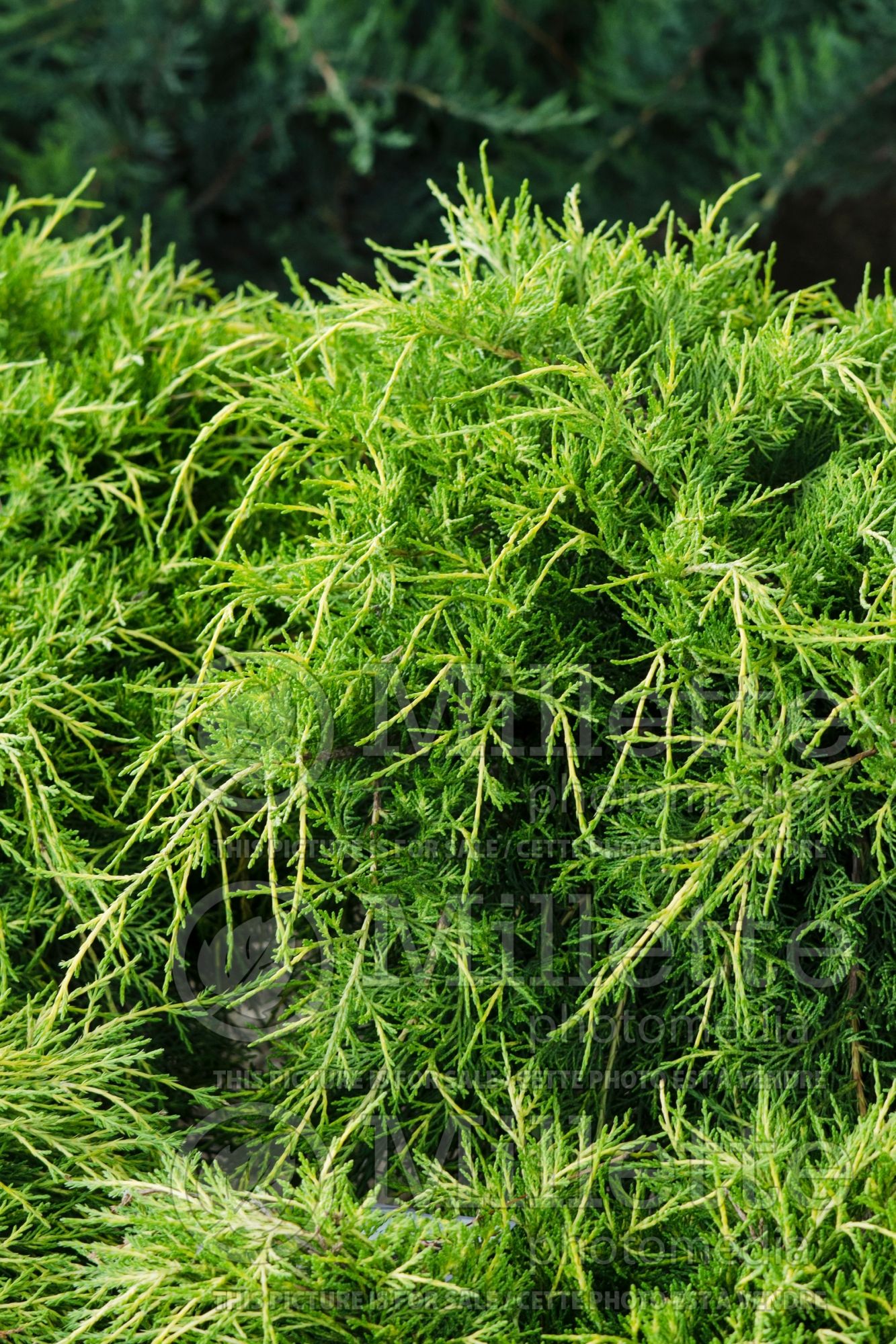Juniperus Gold Coast (Juniper conifer) 6