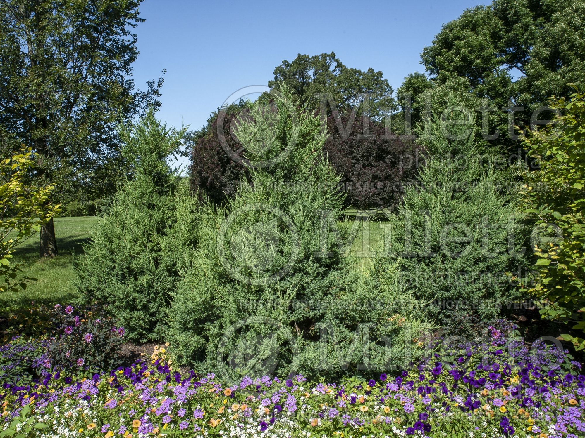 Juniperus Mountbatten (Chinese Juniper conifer) 3