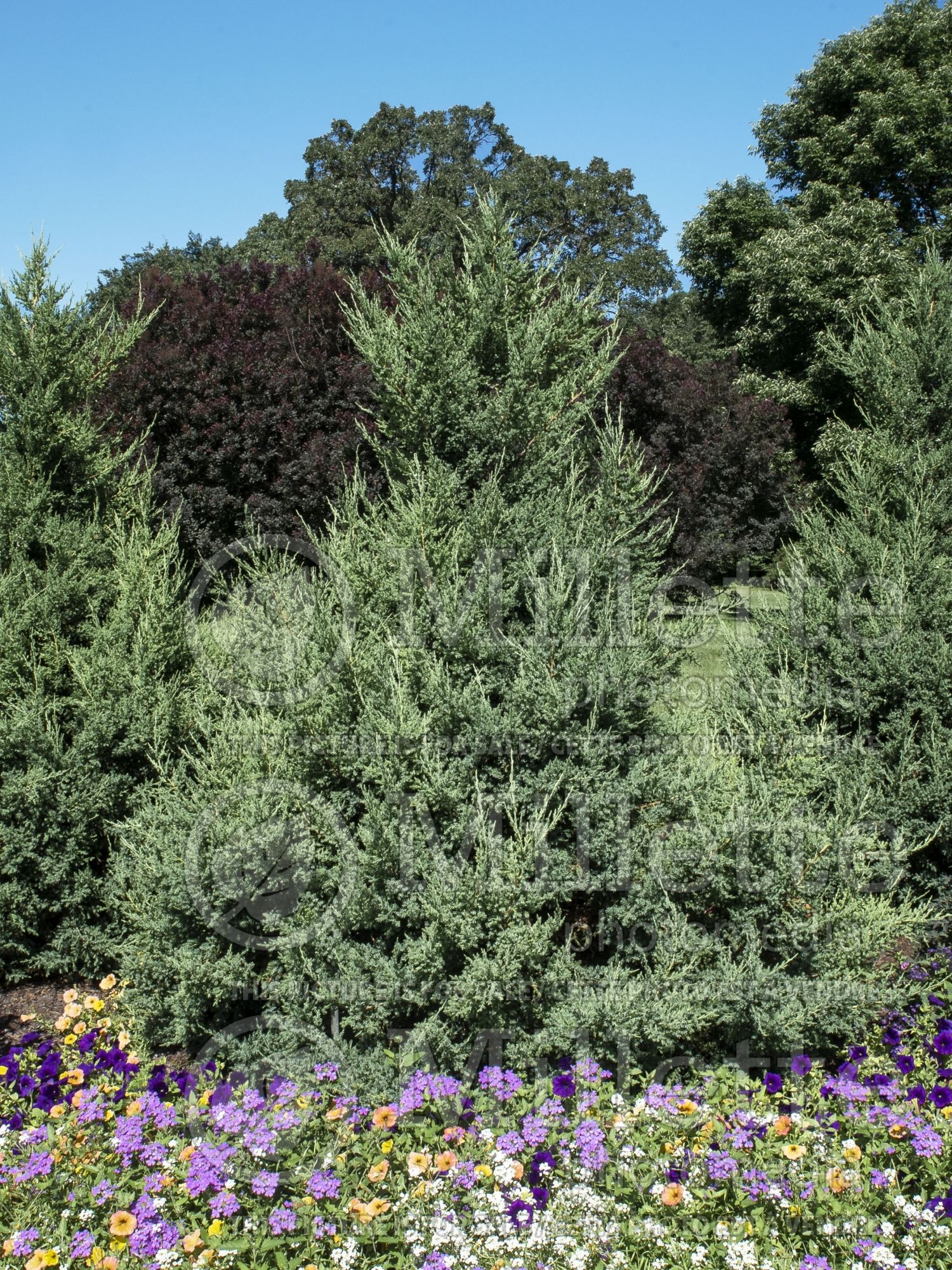 Juniperus Mountbatten (Chinese Juniper conifer) 4