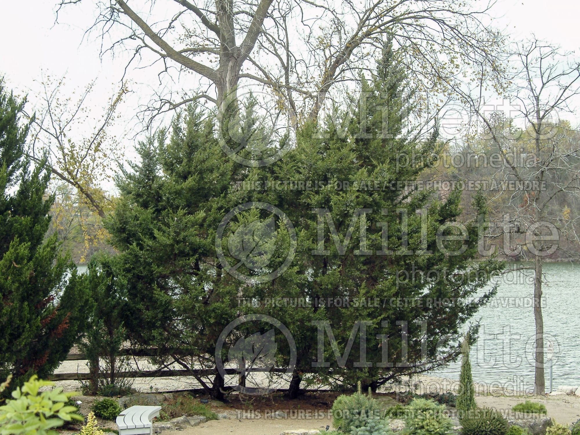 Juniperus Mountbatten (Chinese Juniper conifer) 5