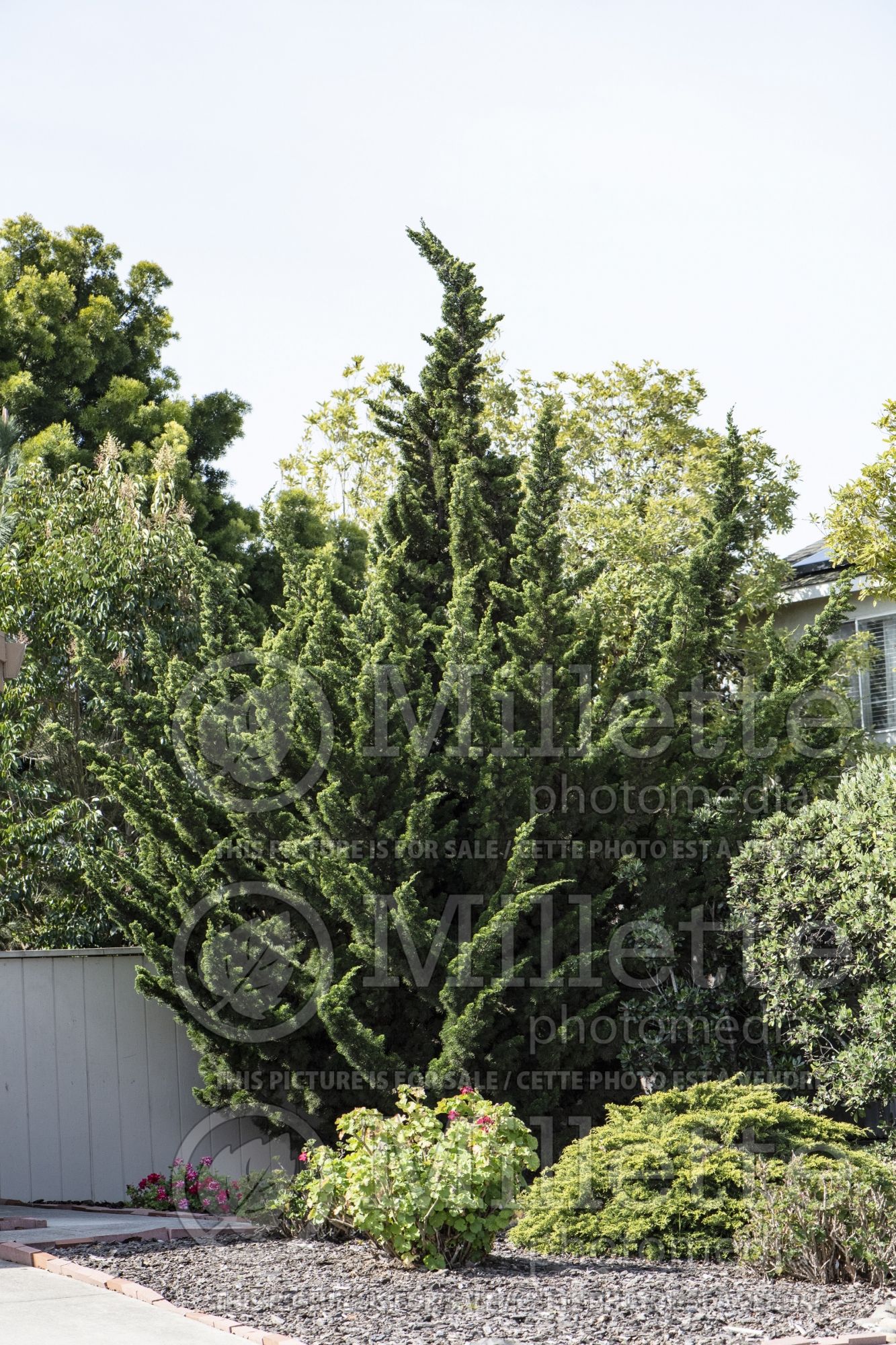 Juniperus Torulosa (Hollywood Juniper conifer) 2