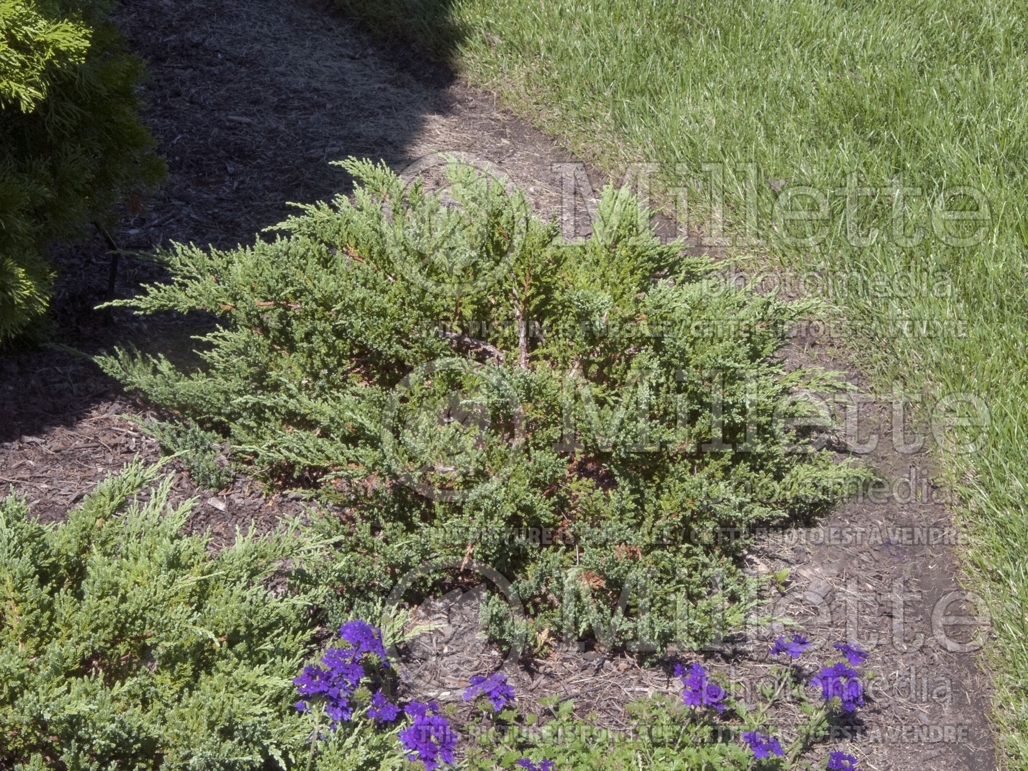 Juniperus Viridis (Juniper conifer) 2