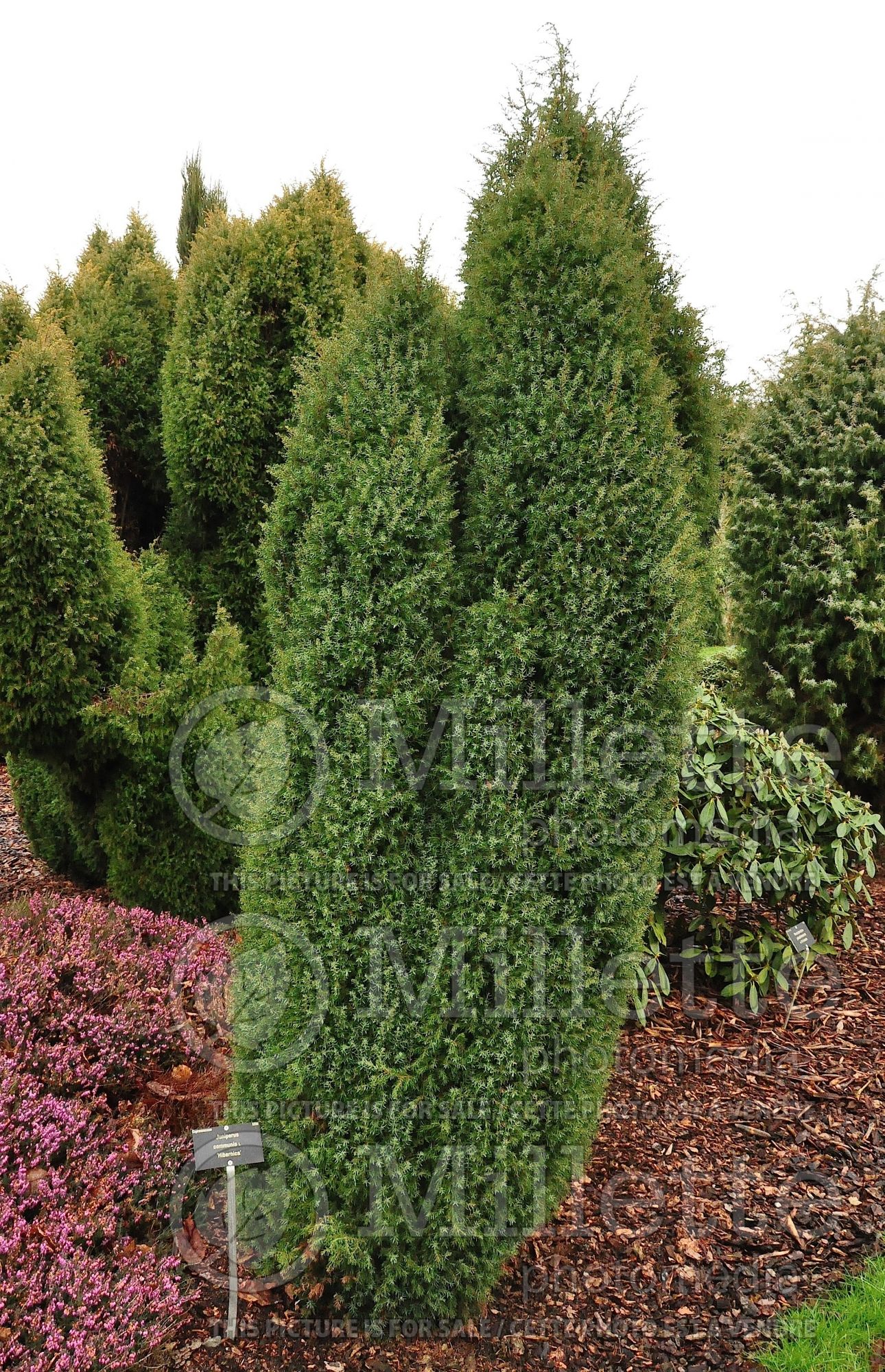 Juniperus Hibernica (Juniper conifer - genevrier) 2