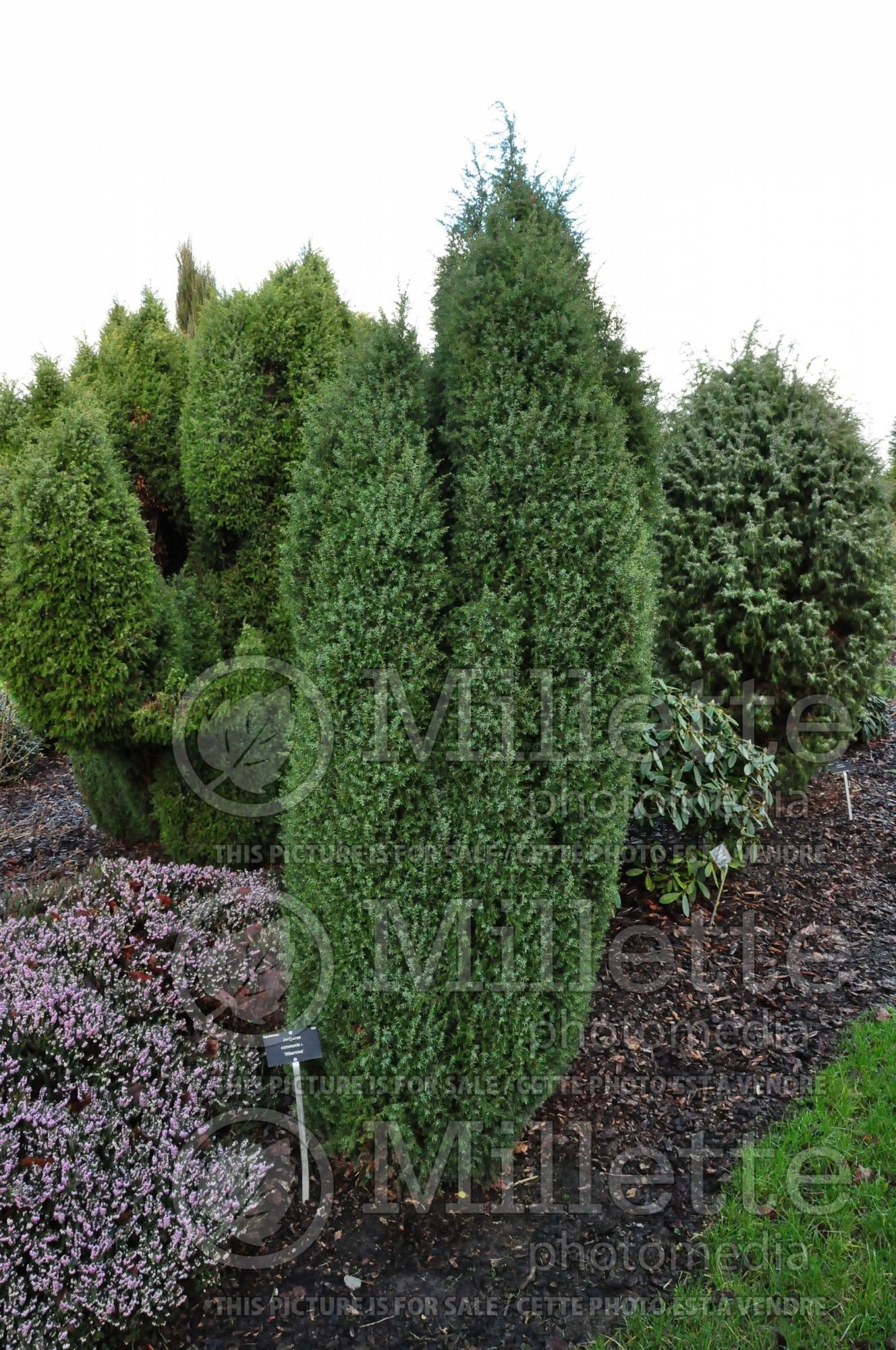 Juniperus Hibernica (Juniper conifer - genevrier) 1