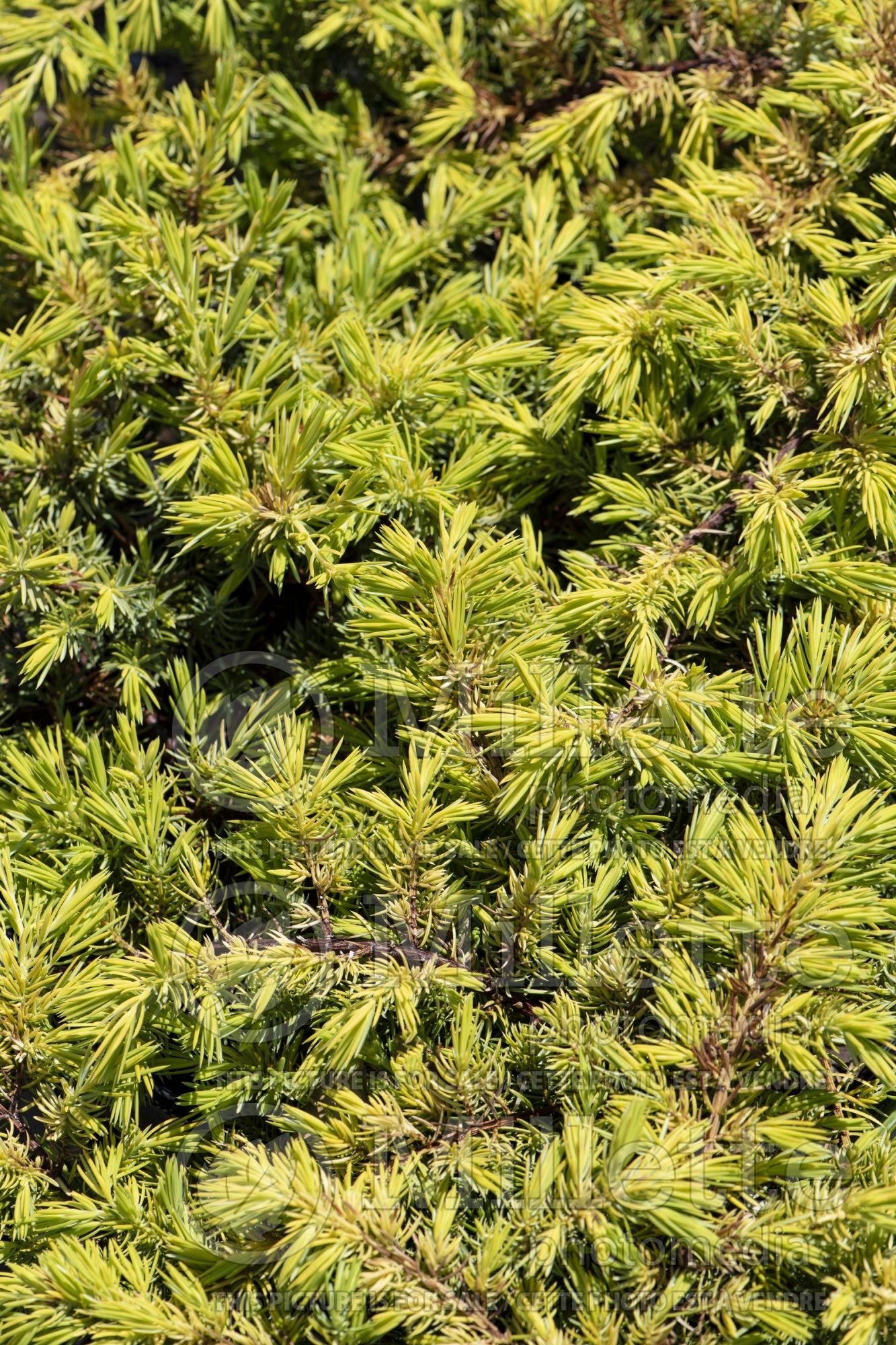 Juniperus Golden Pacific (Juniper conifer) 3