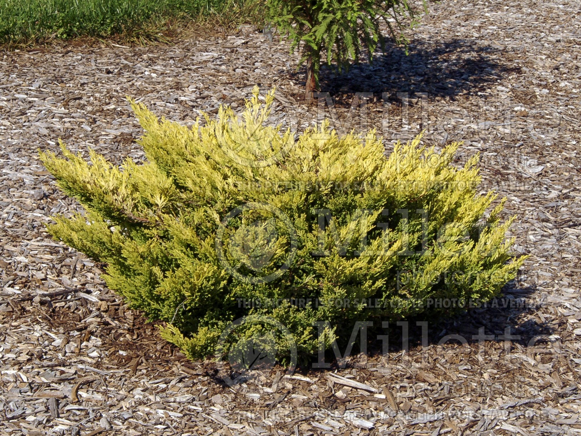 Juniperus Limeglow (Juniper conifer) 8