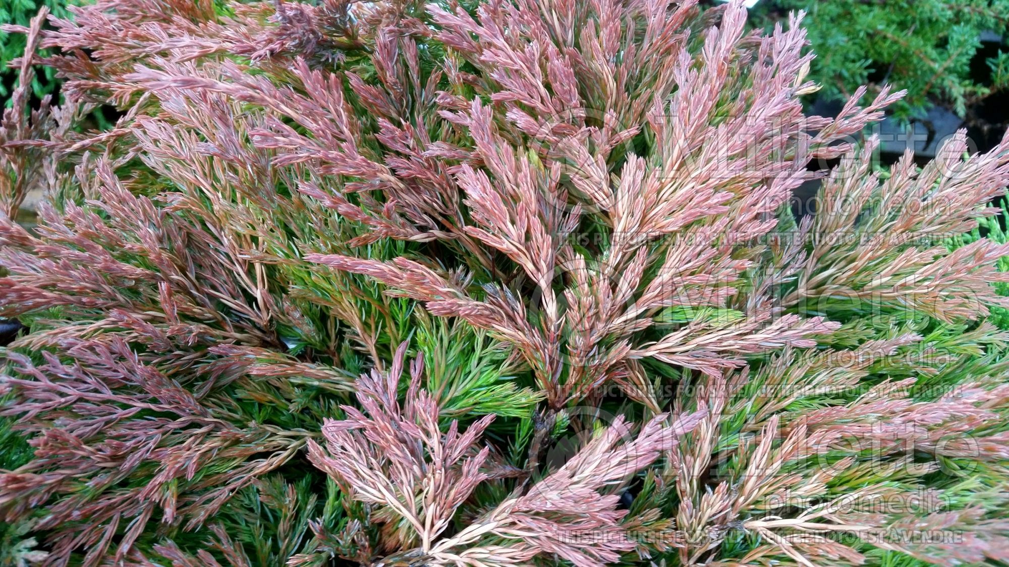 Juniperus Limeglow (Juniper conifer) 7