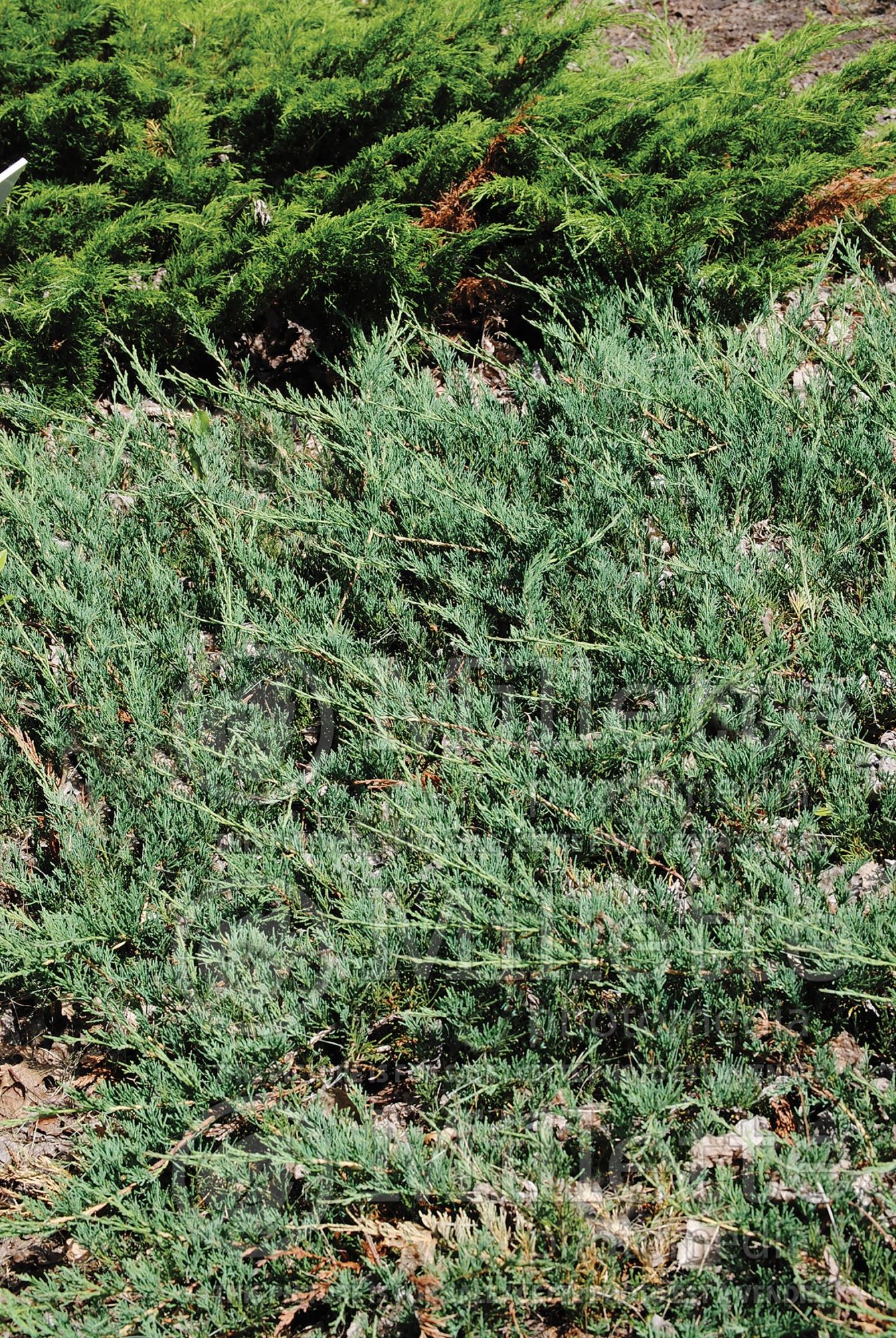 Juniperus Yukon Belle (Creeping Juniper conifer) 1