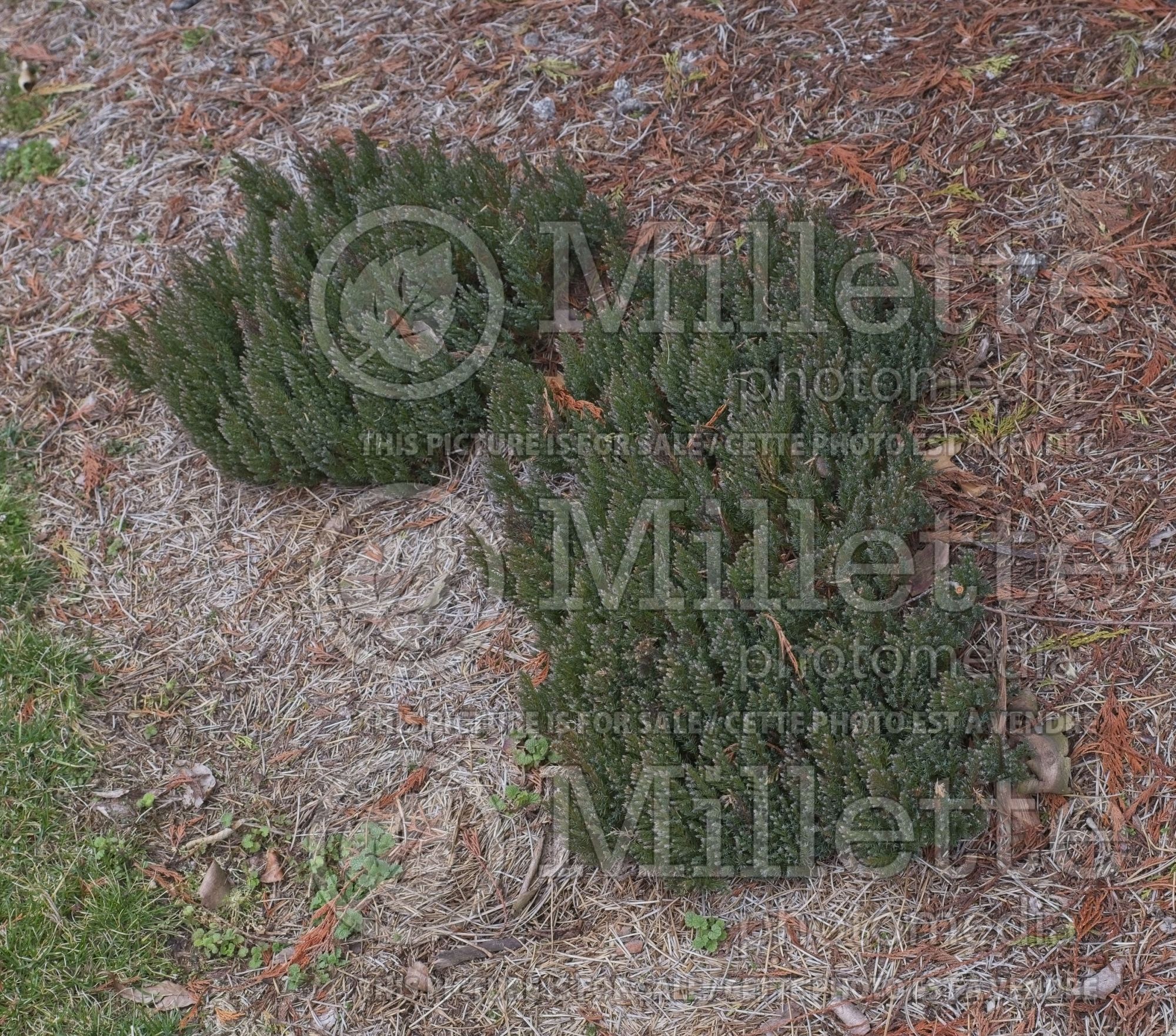 Juniperus Blue Forest (Juniper conifer - genevrier) 1