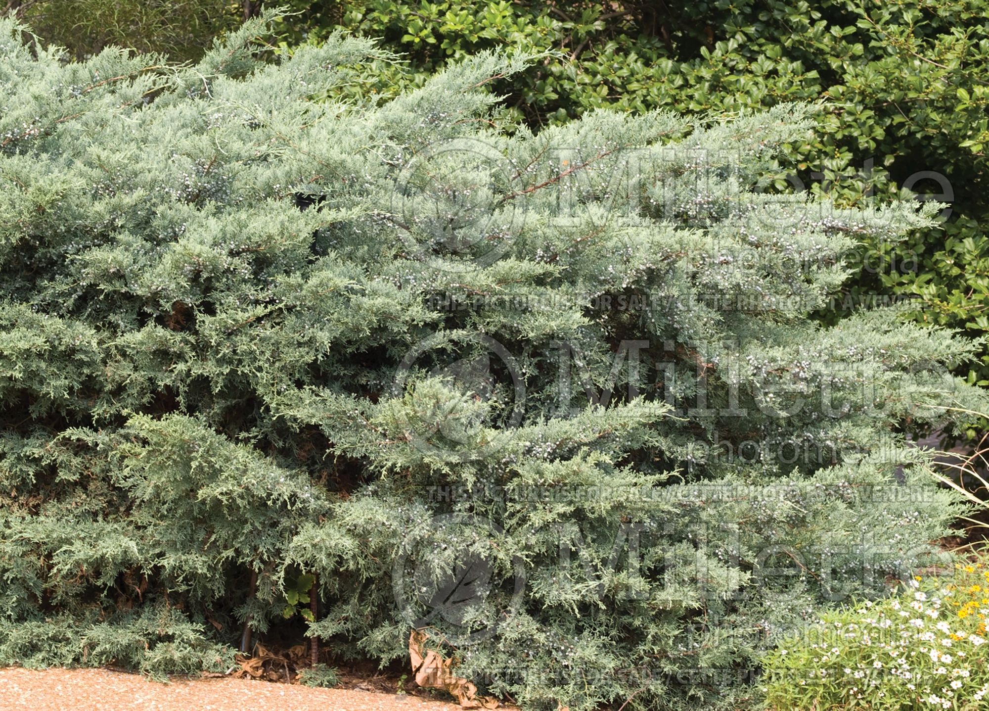 Juniperus Grey Owl (Juniper conifer) 6