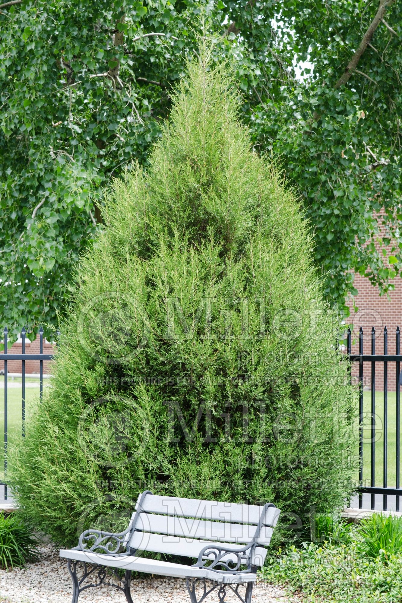 Juniperus virginiana (Juniper Eastern red cedar conifer) 2