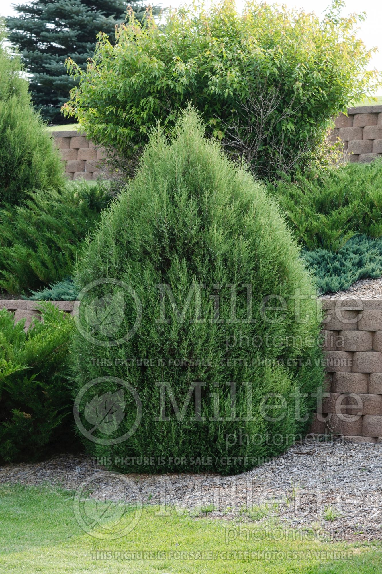 Juniperus virginiana (Juniper Eastern red cedar conifer) 3