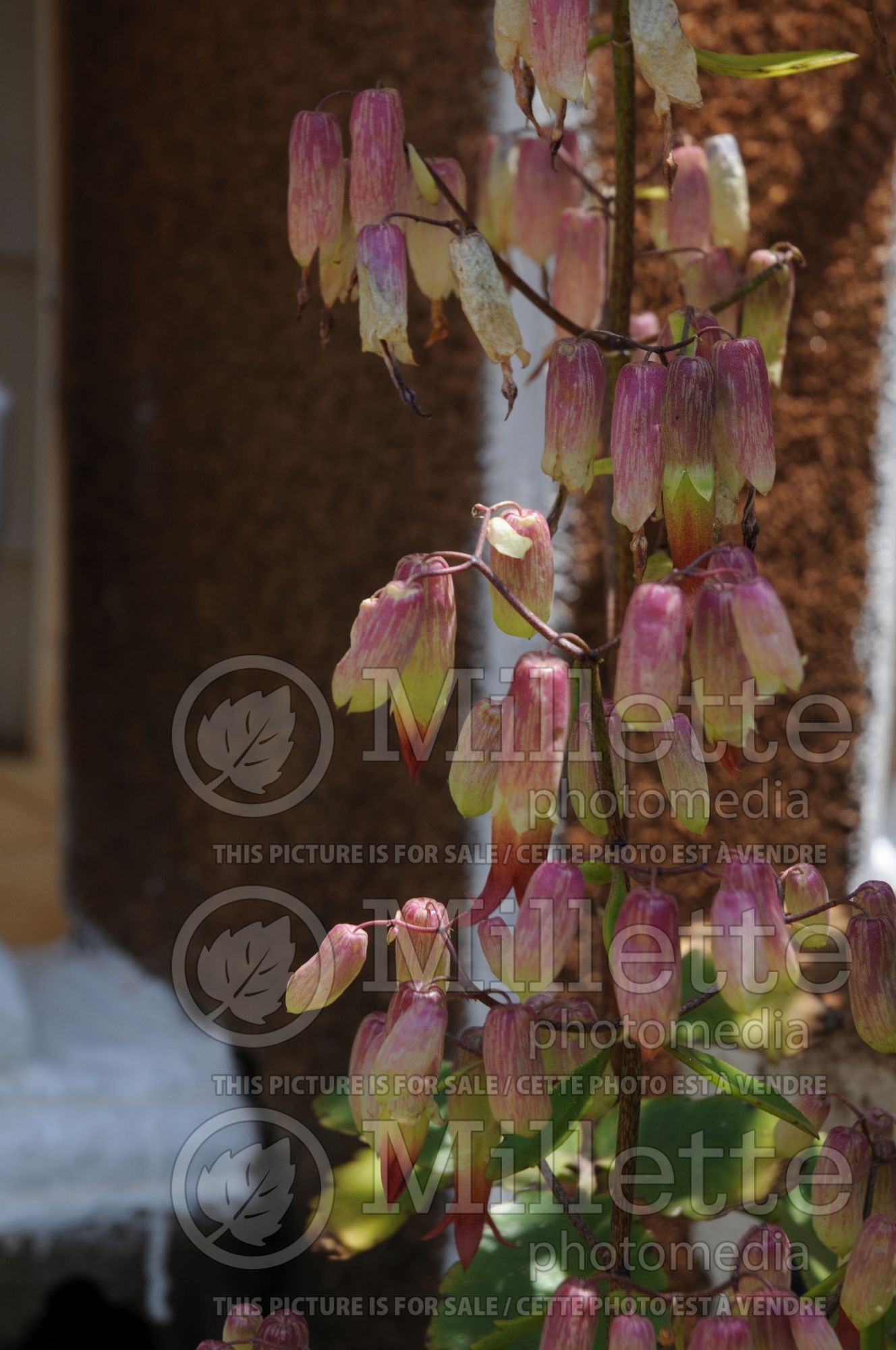 Kalanchoe pinnata (Kalanchoe air plant ) 1