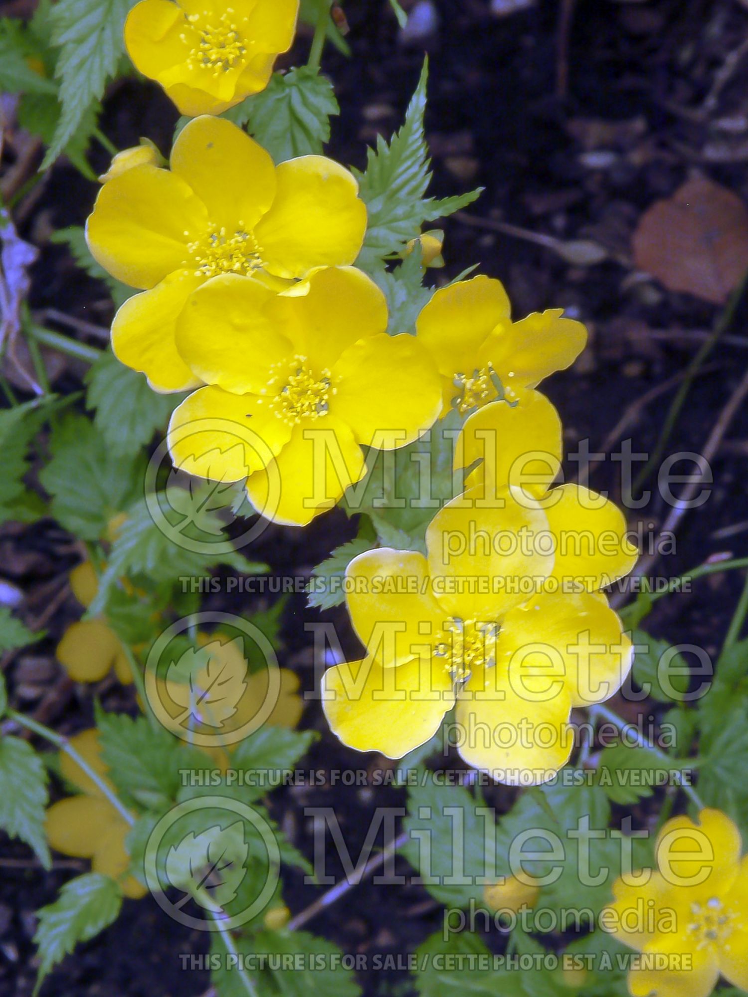 Kerria Golden Guinea (Japanese Rose) 2