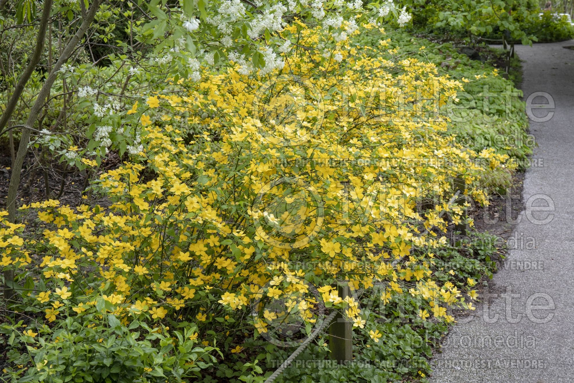 Kerria Golden Guinea (Japanese Rose) 3