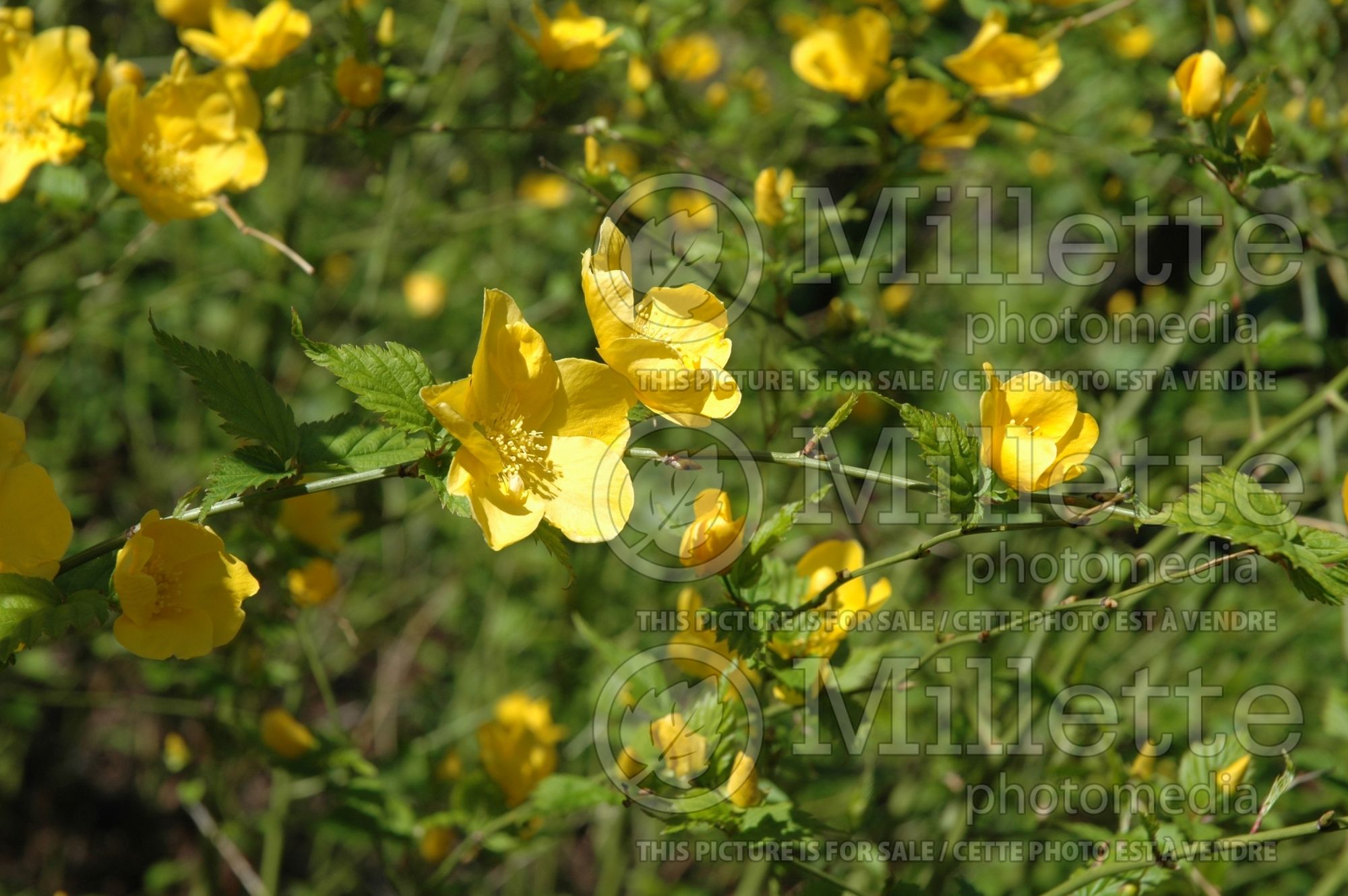 Kerria Golden Guinea (Japanese Rose) 4