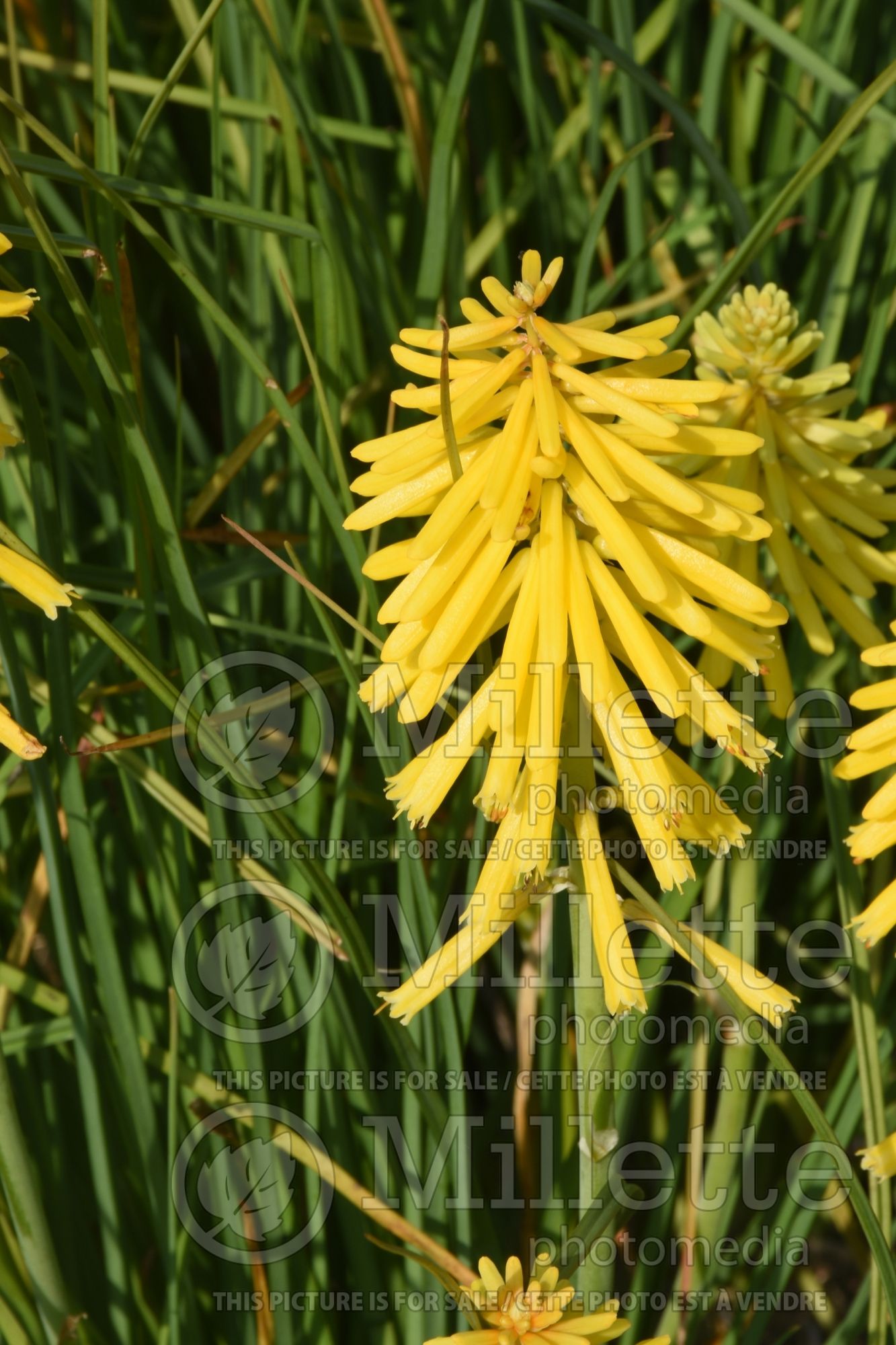 Kniphofia Banana Popsicle (Torch Flower Poker) 1
