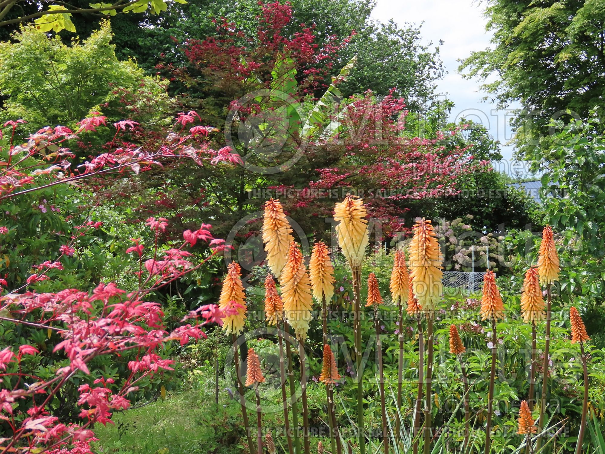 Kniphofia Moonstone (Torch Flower Poker) 1