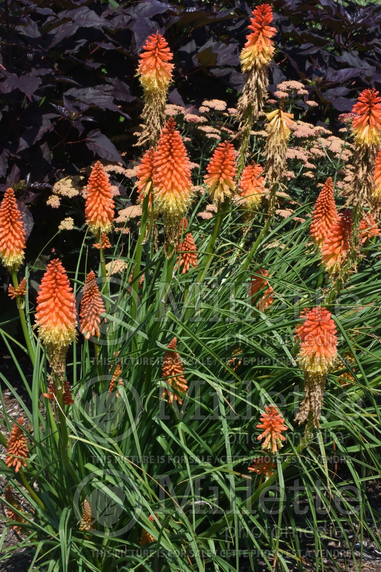 Kniphofia Pyromania Backdraft aka Pyromania Orange Blaze (Torch Flower Poker) 1