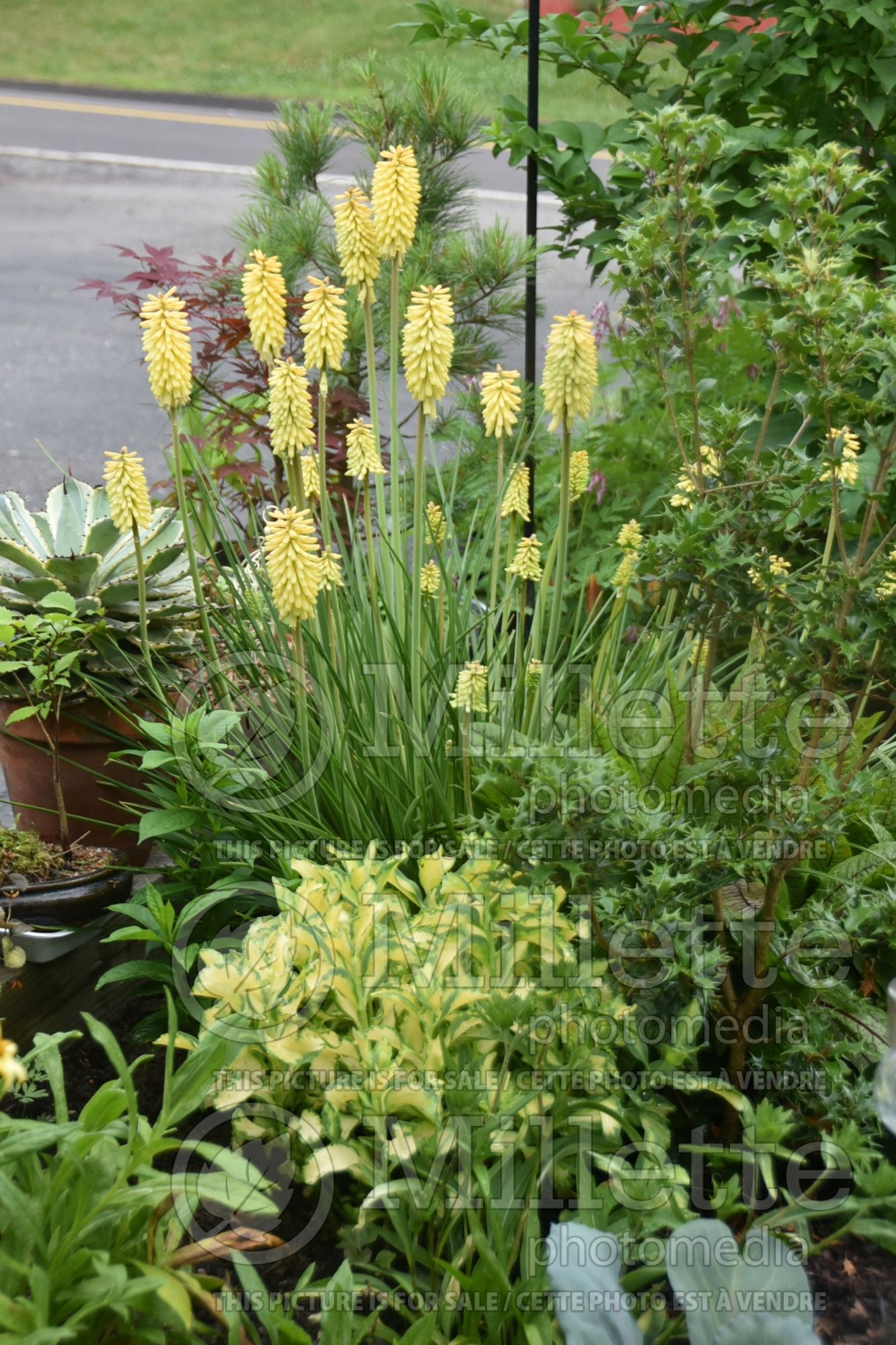 Kniphofia Candlelight aka Candle Light (Torch Flower Poker) 1