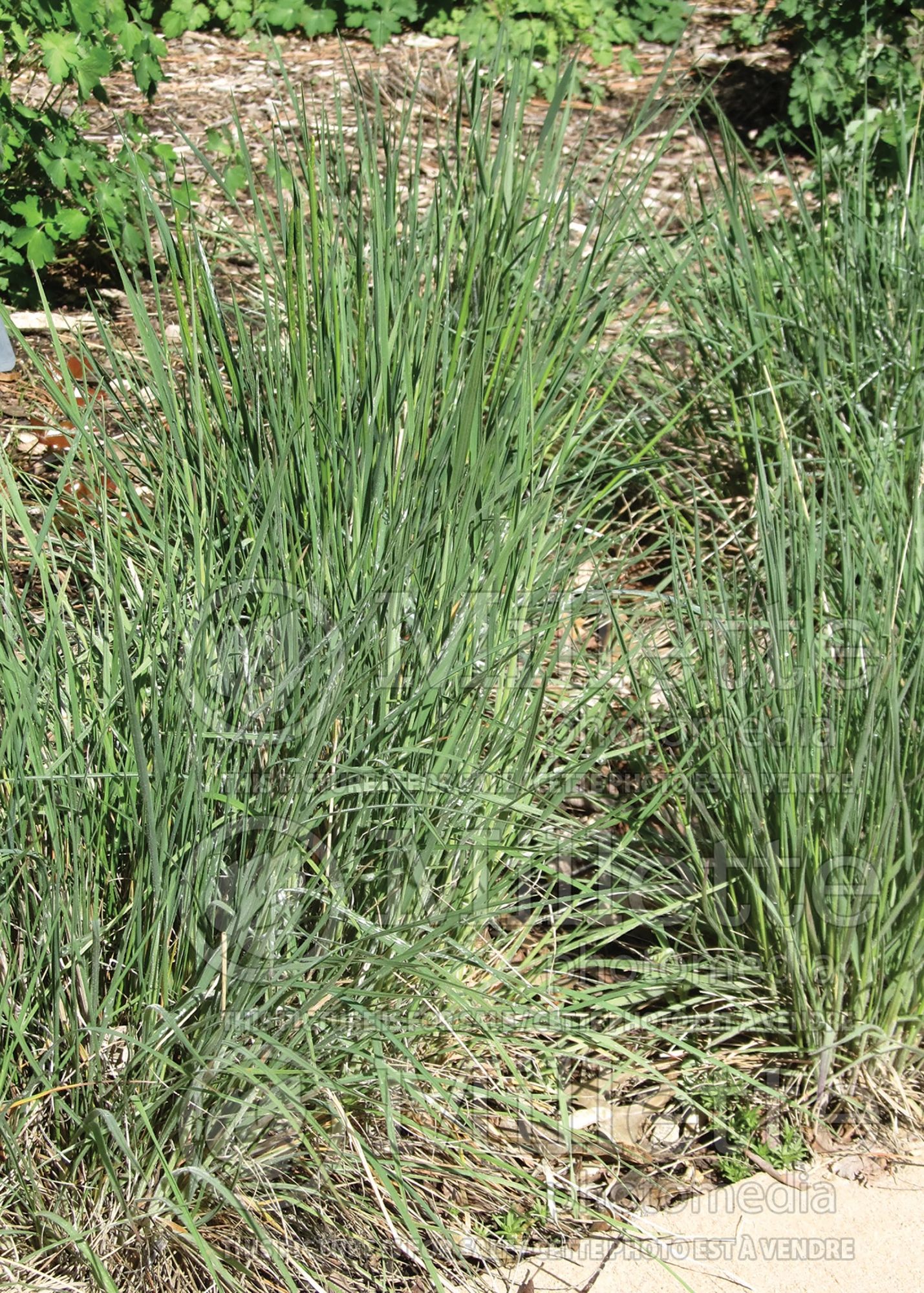 Koeleria macrantha (Prairie Junegrass) 7