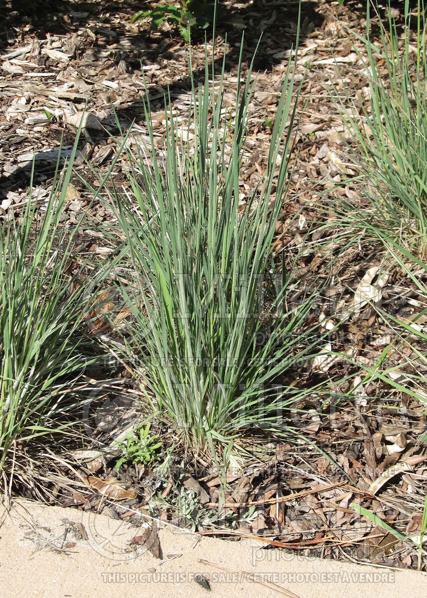 Koeleria macrantha (Prairie Junegrass) 8