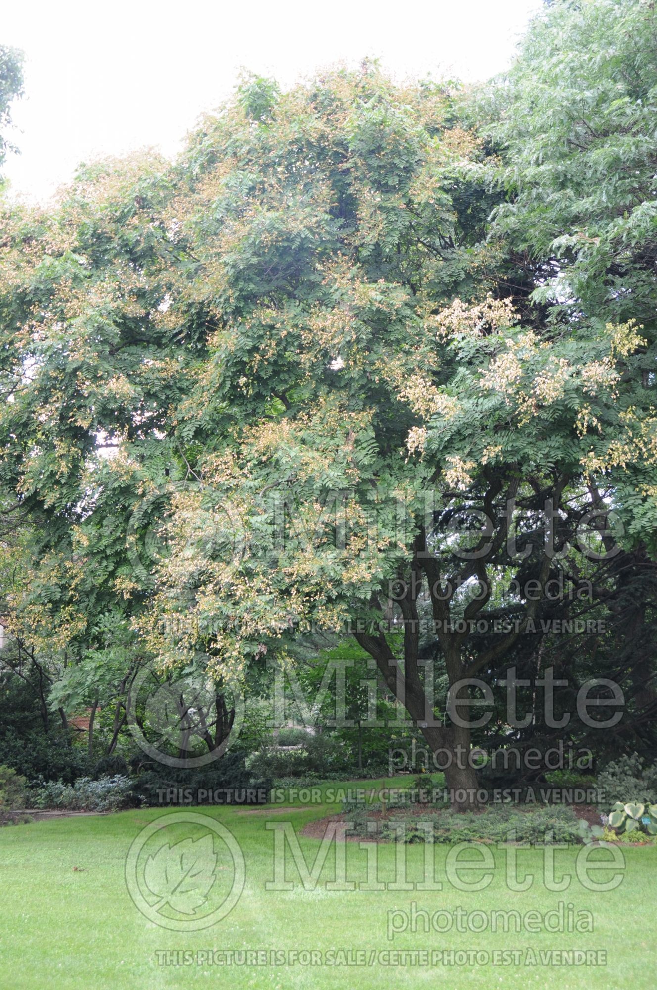 Koelreuteria paniculata (Golden rain tree) 7