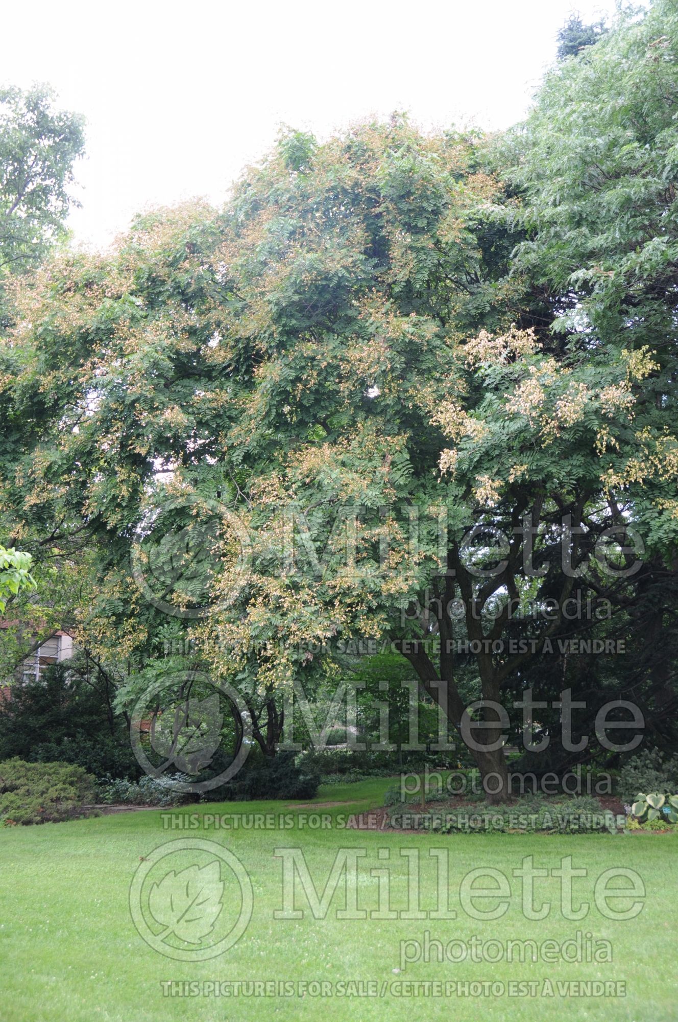 Koelreuteria paniculata (Golden rain tree) 8