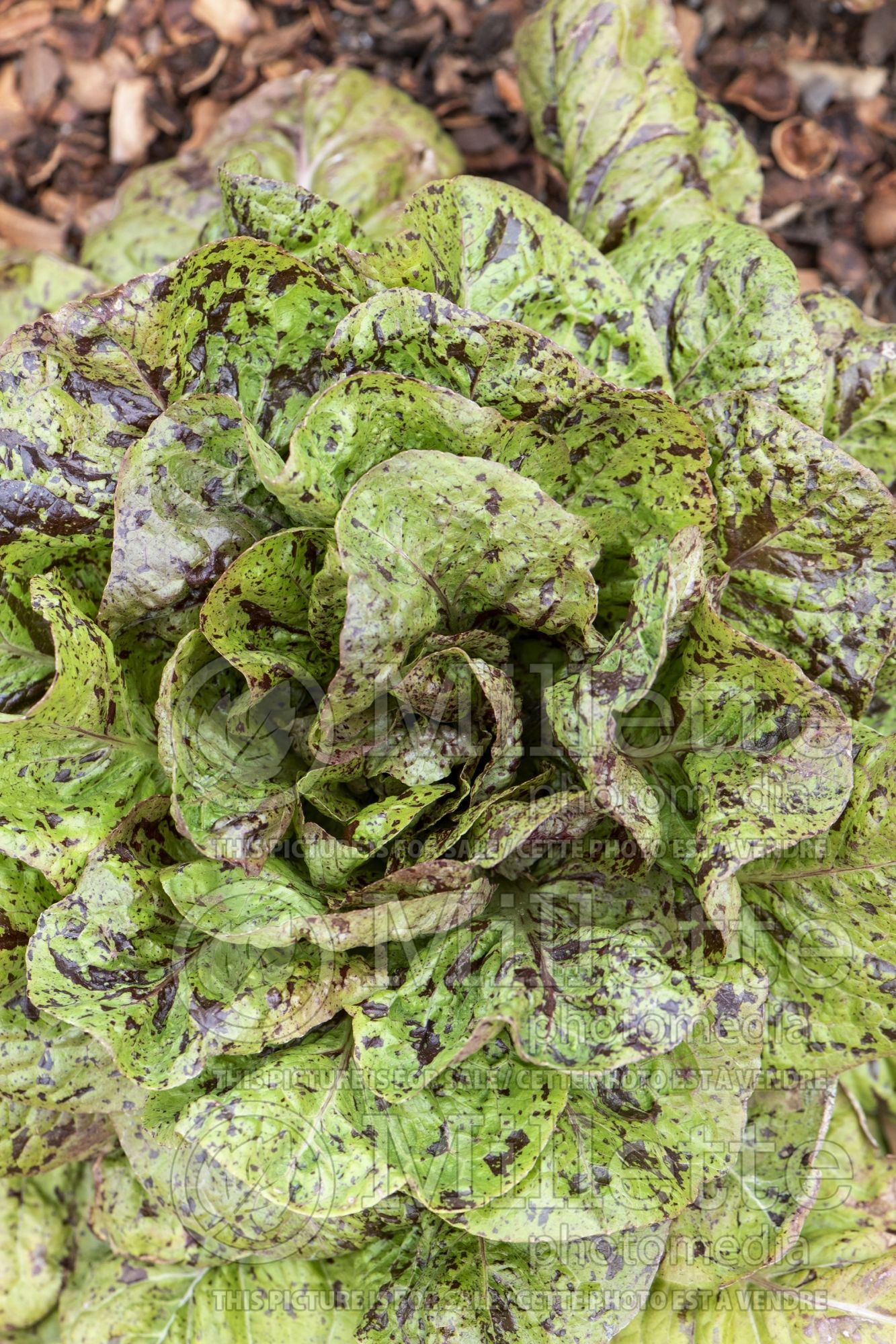 Lactuca Flashy Trout Back (Lettuce vegetable) 1