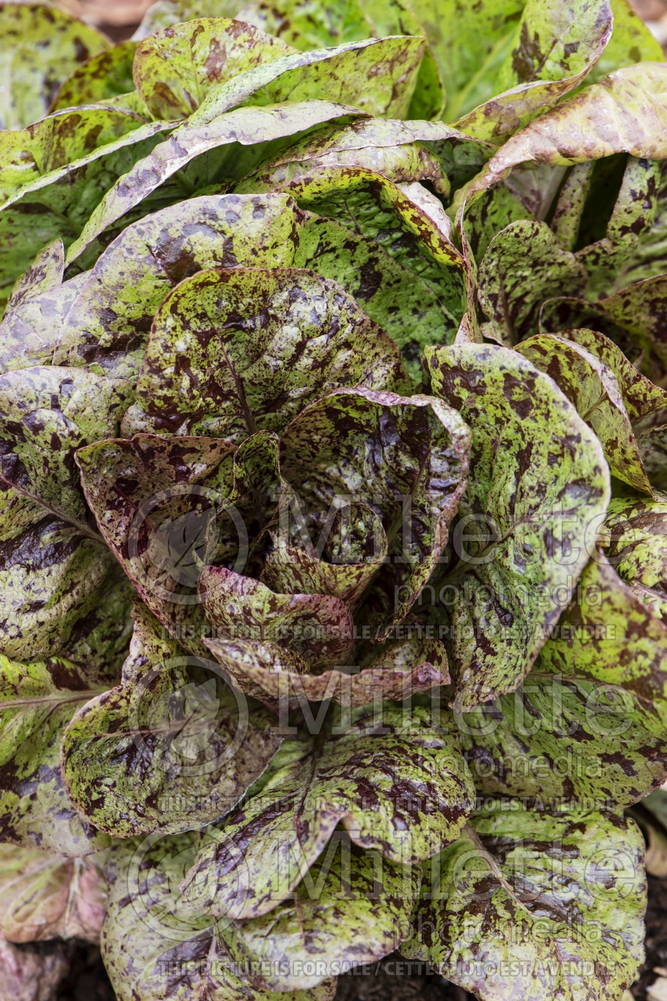 Lactuca Flashy Trout Back (Lettuce vegetable) 2