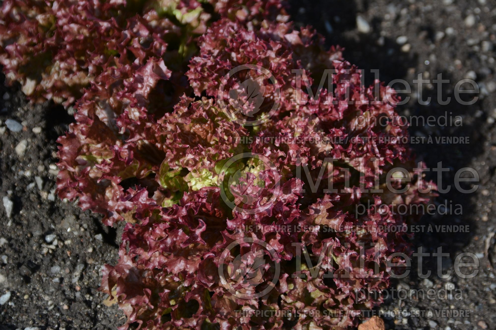 Lactuca Antonet (Lettuce vegetable) 1