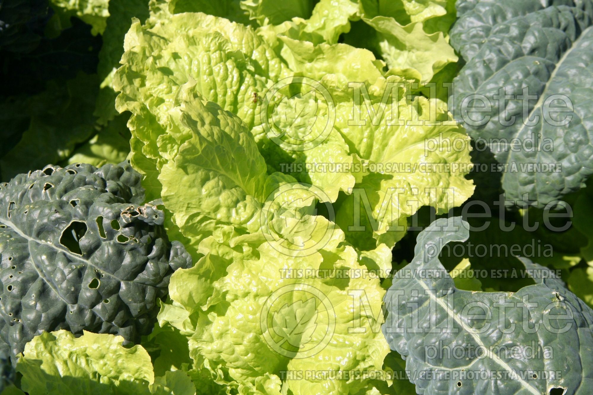 Lactuca Black Seeded Simpson (lettuce vegetable - laitue) 1