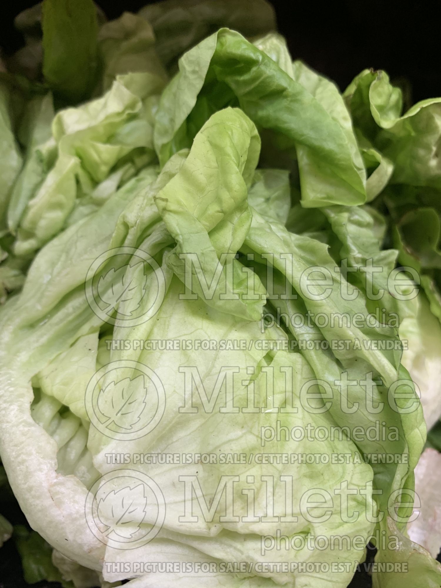 Lactuca Boston (Lettuce vegetable) 1