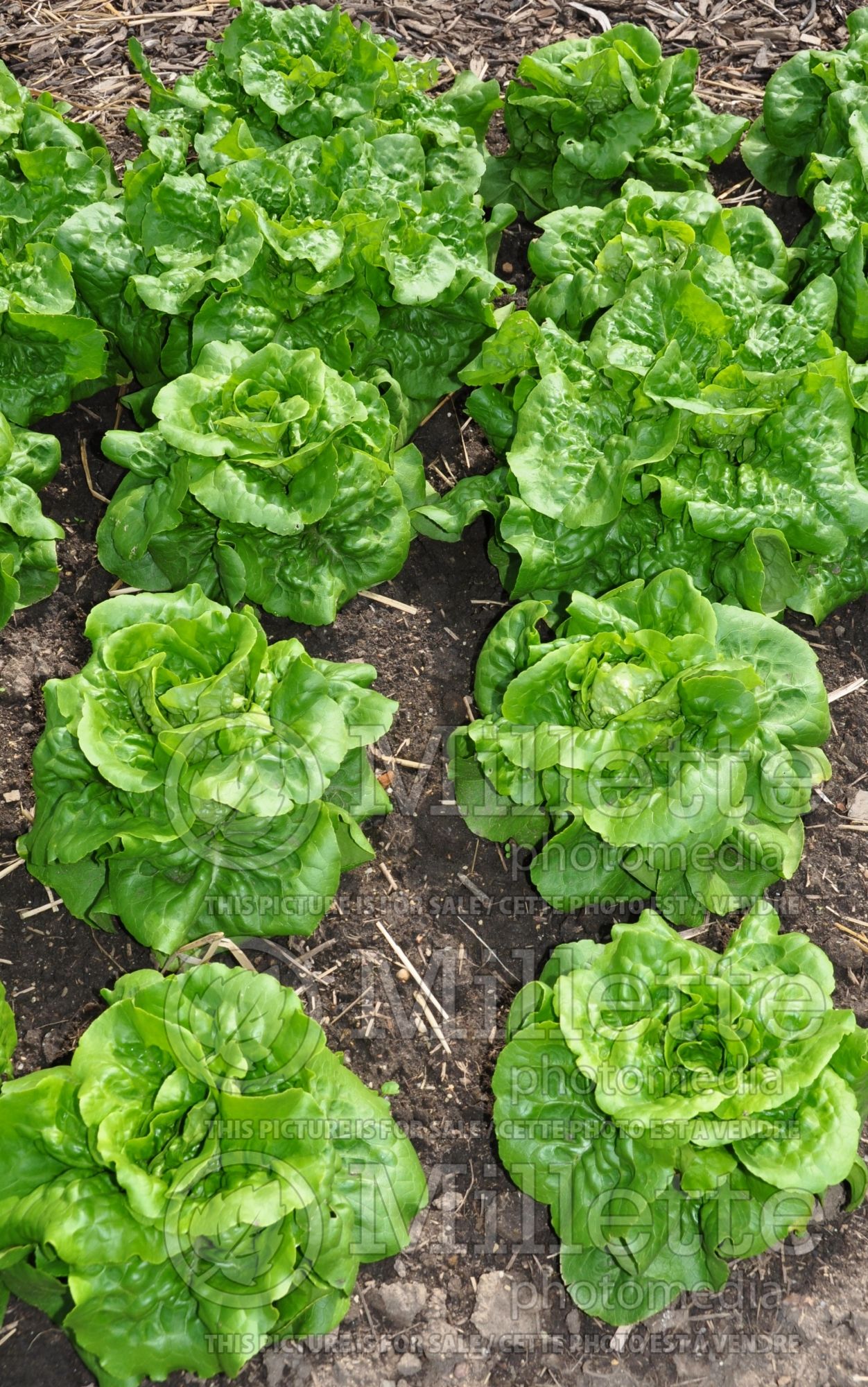 Lactuca Buttercrunch (lettuce vegetable) 1
