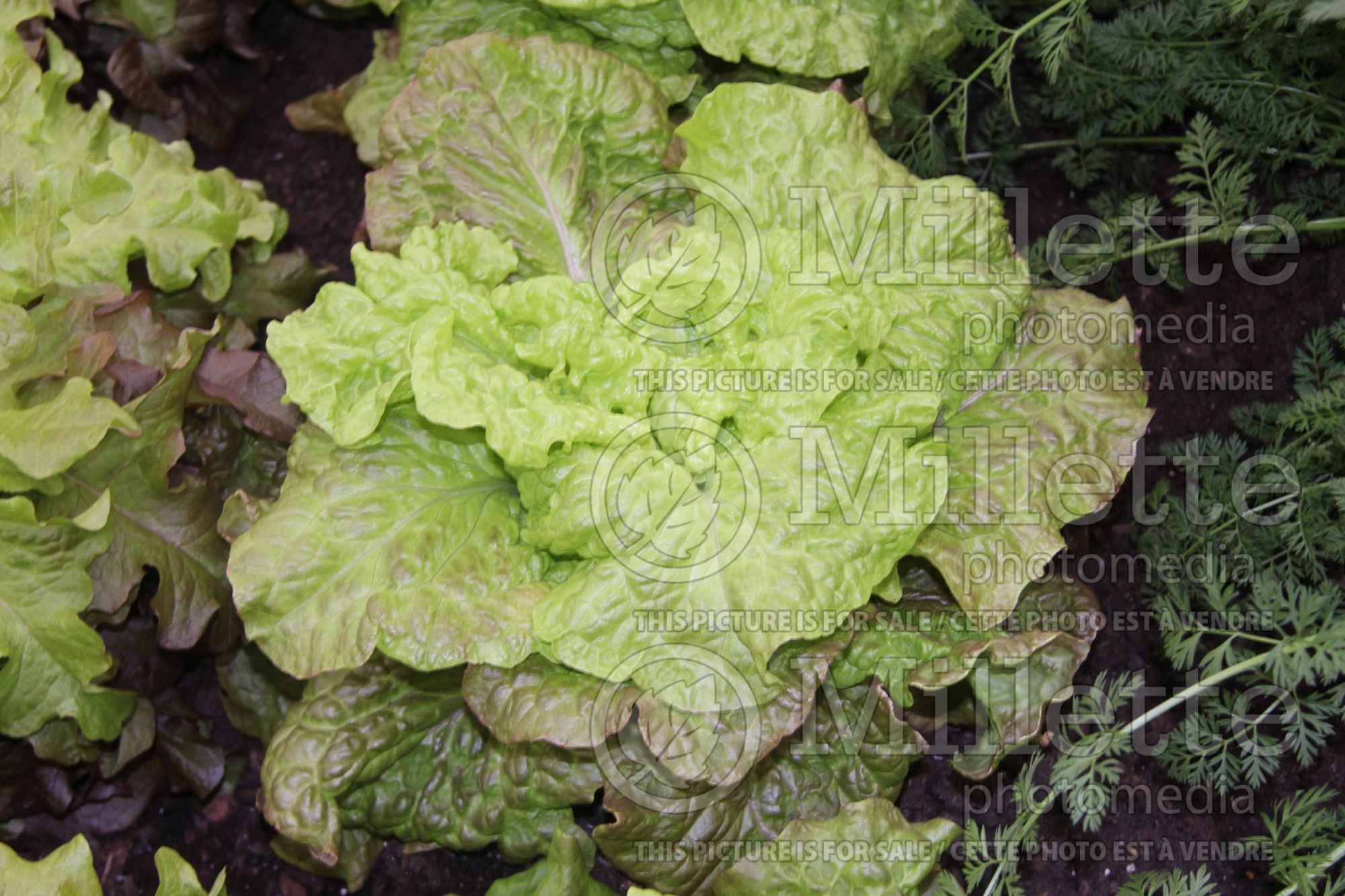 Lactuca Drunken Women (Lettuce vegetable) 1