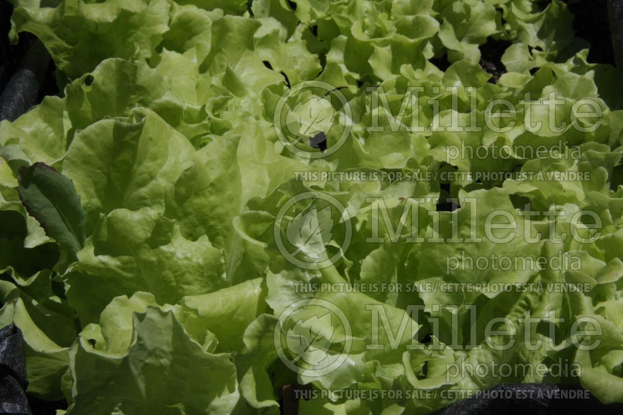 Lactuca Grand Rapids (Lettuce vegetable) 1