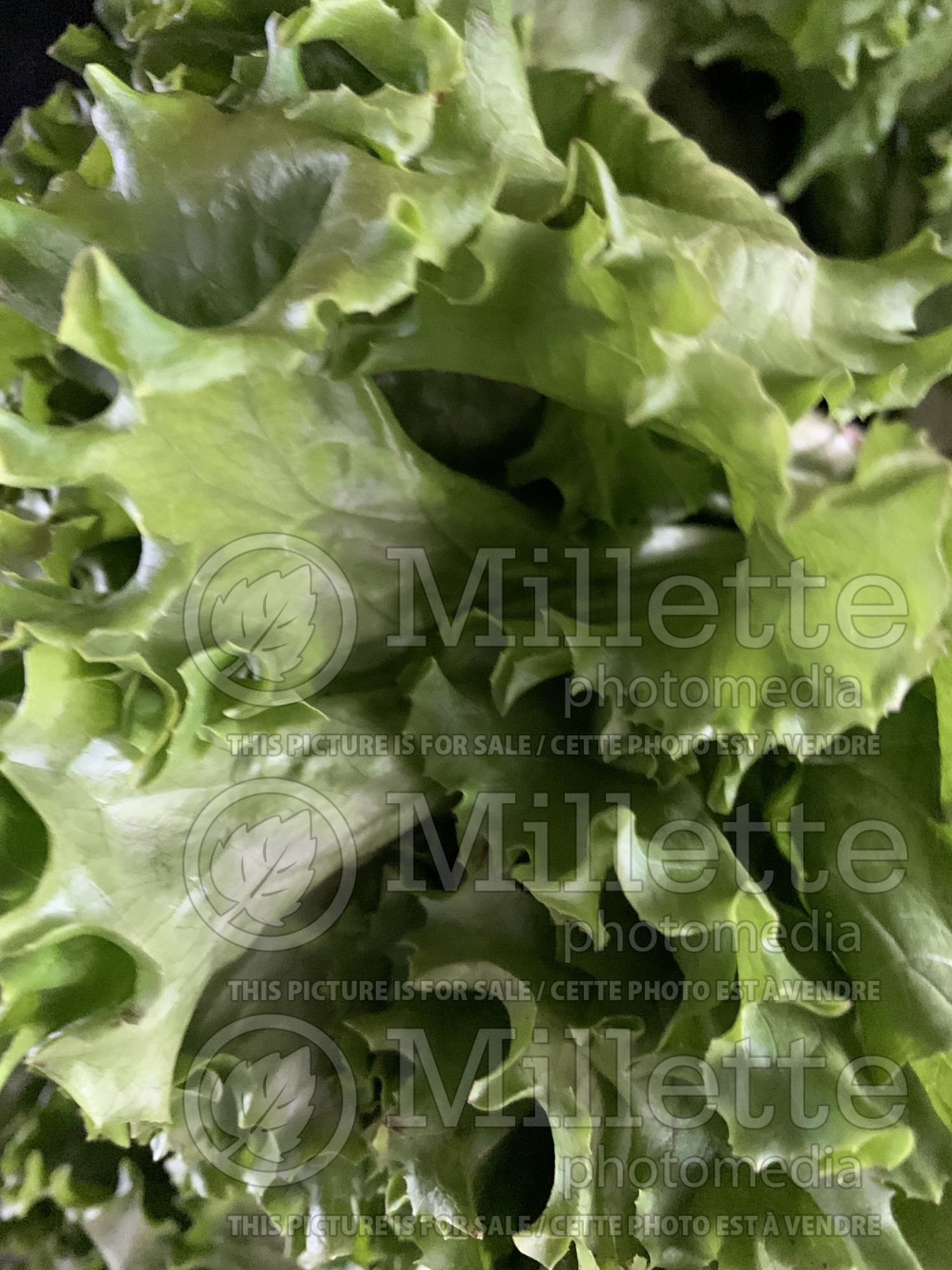 Lactuca sativa (Green Lettuce vegetable) 2