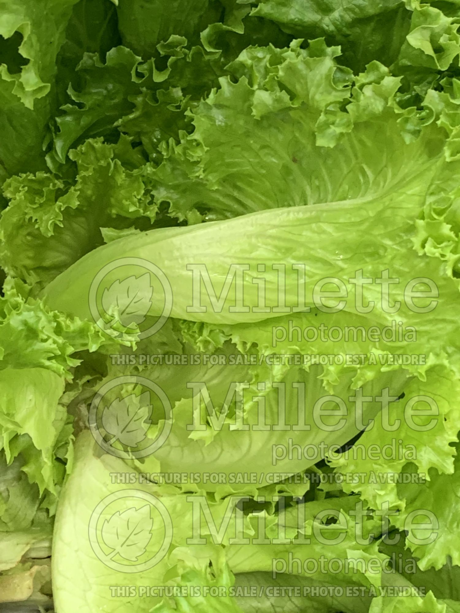 Lactuca sativa ( Lettuce vegetable ) 14
