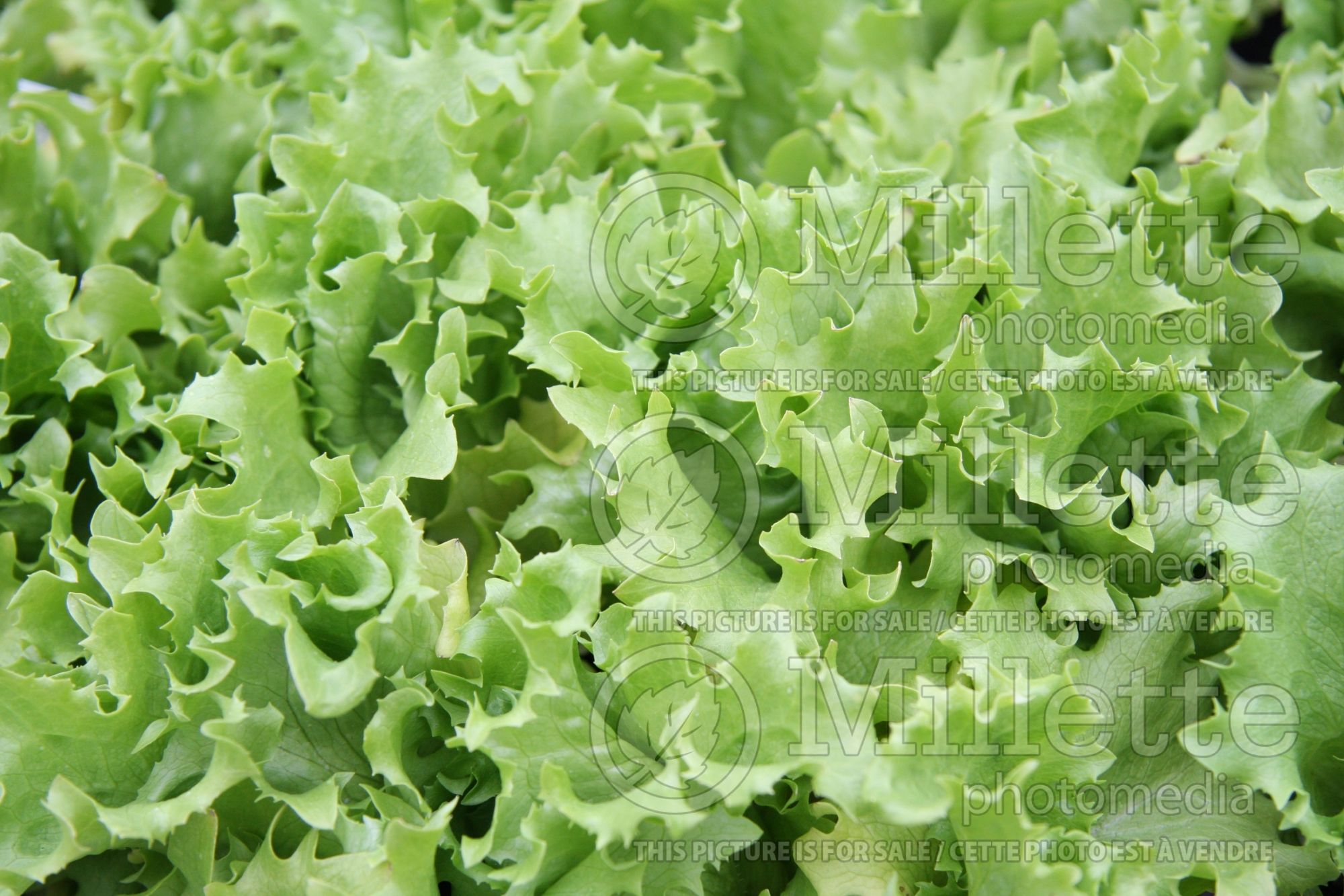 Lactuca Iceberg (Lettuce vegetable - laitue) 1