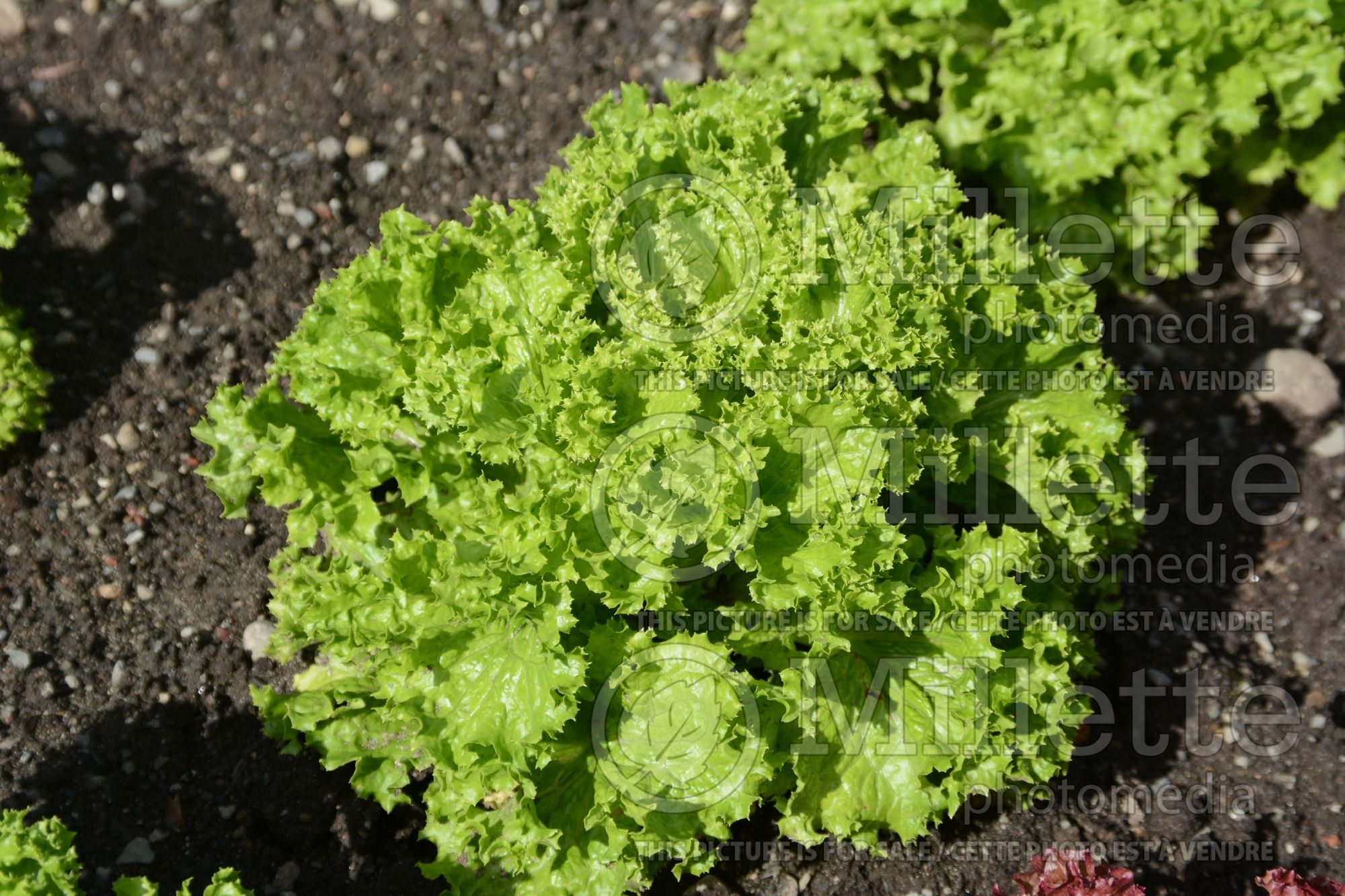 Lactuca Ilema (Lettuce vegetable - laitue) 1