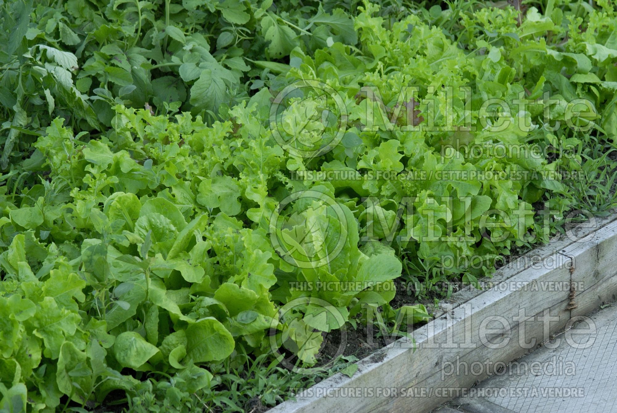 Lactuca sativa (Mixed Lettuce mesclun vegetable laitue) 2