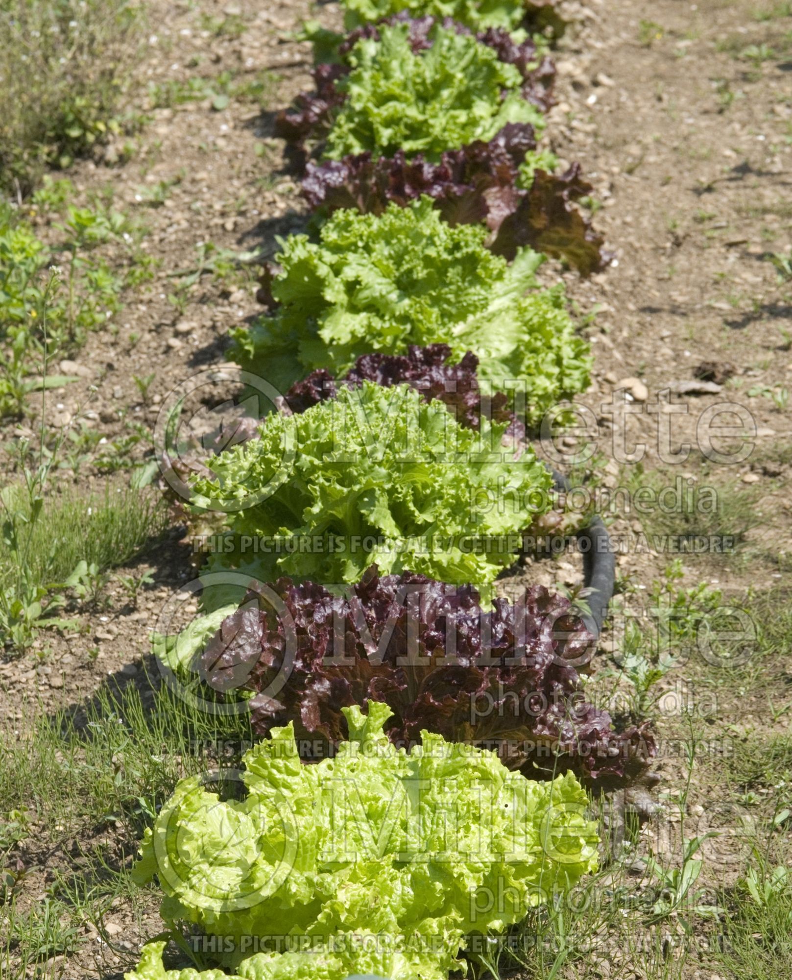 Lactuca sativa (Mixed Lettuce mesclun vegetable laitue) 9
