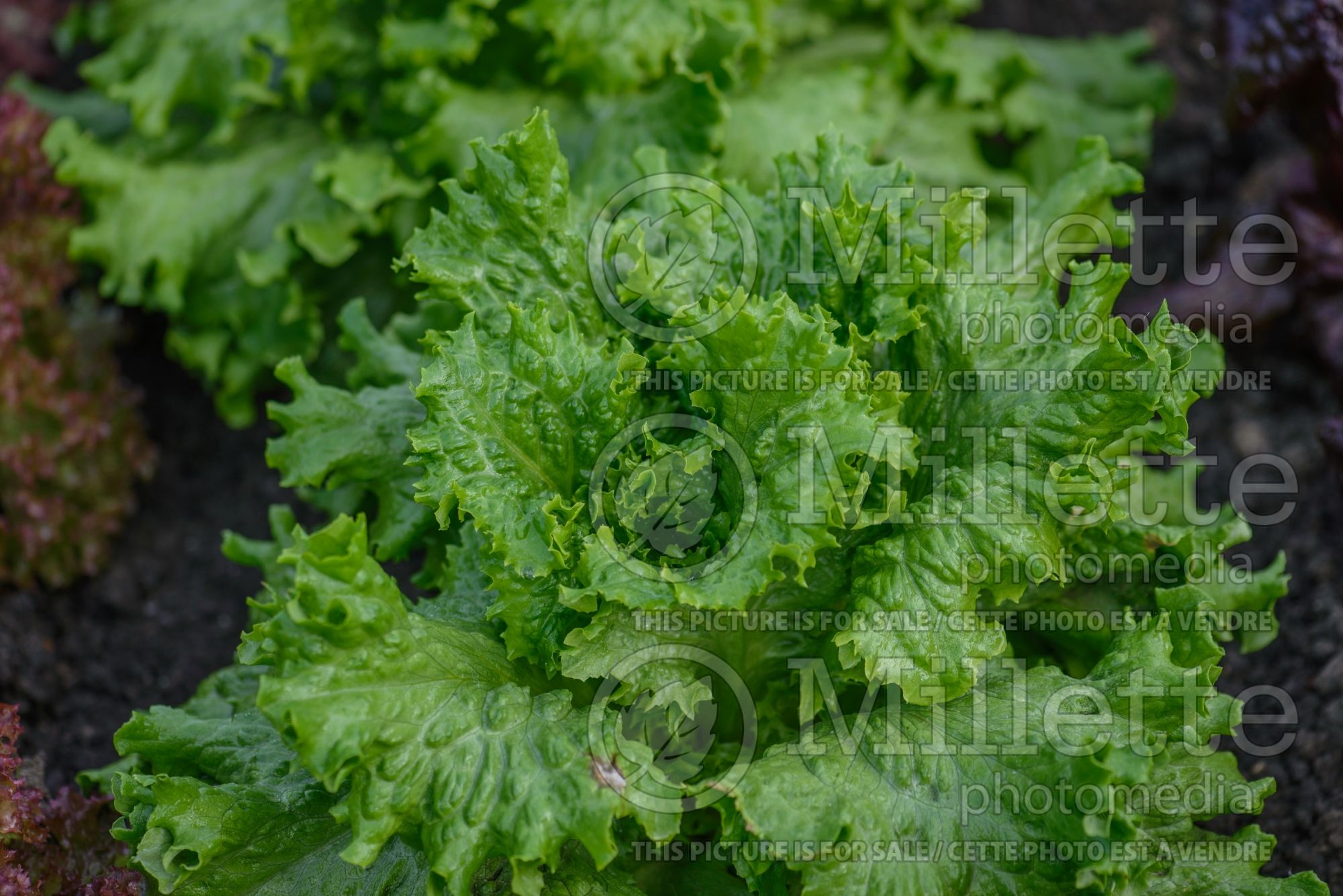 Lactuca Lettony (Lettuce vegetable - laitue) 2