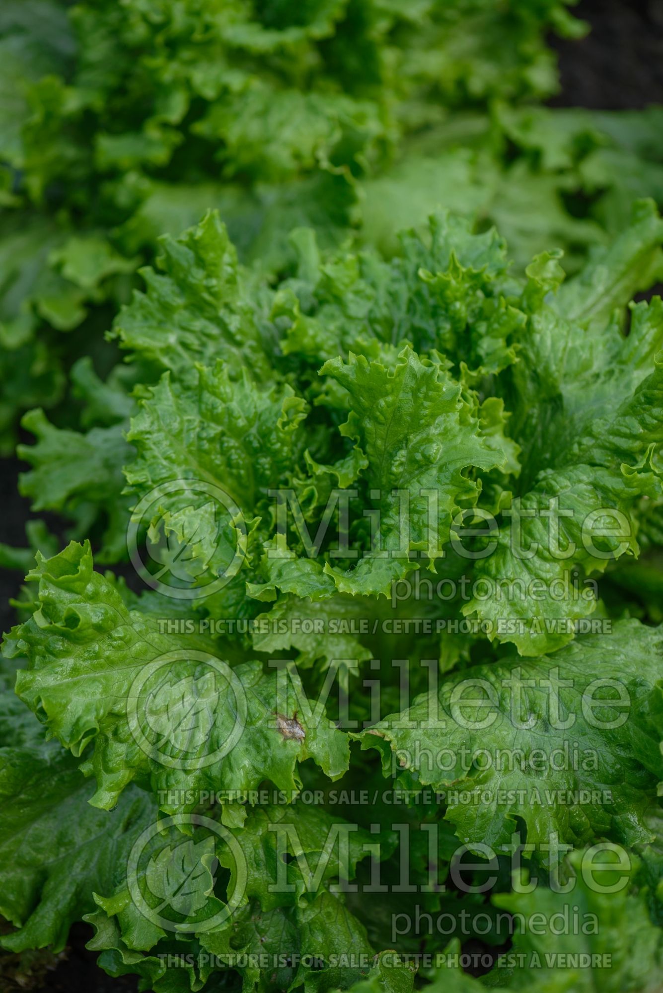 Lactuca Lettony (Lettuce vegetable) 3
