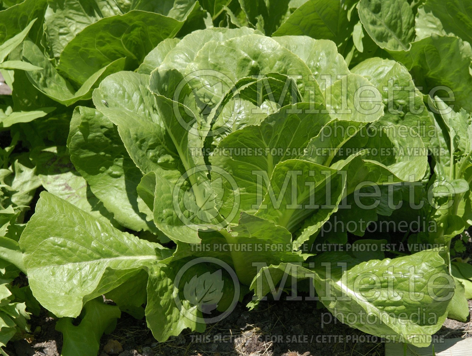Lactuca sativa (Lettuce vegetable laitue) 12