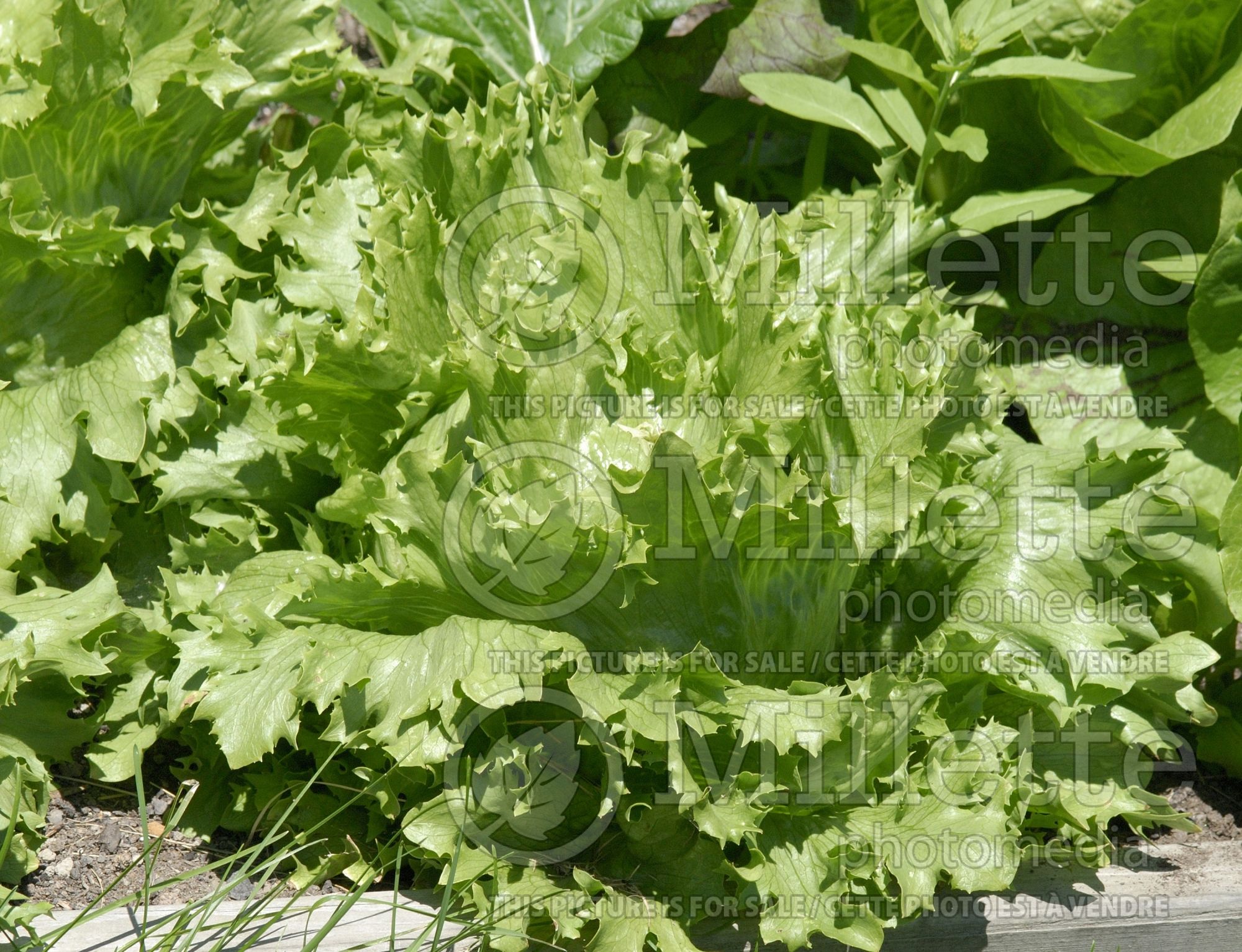 Lactuca sativa (Lettuce vegetable laitue) 11